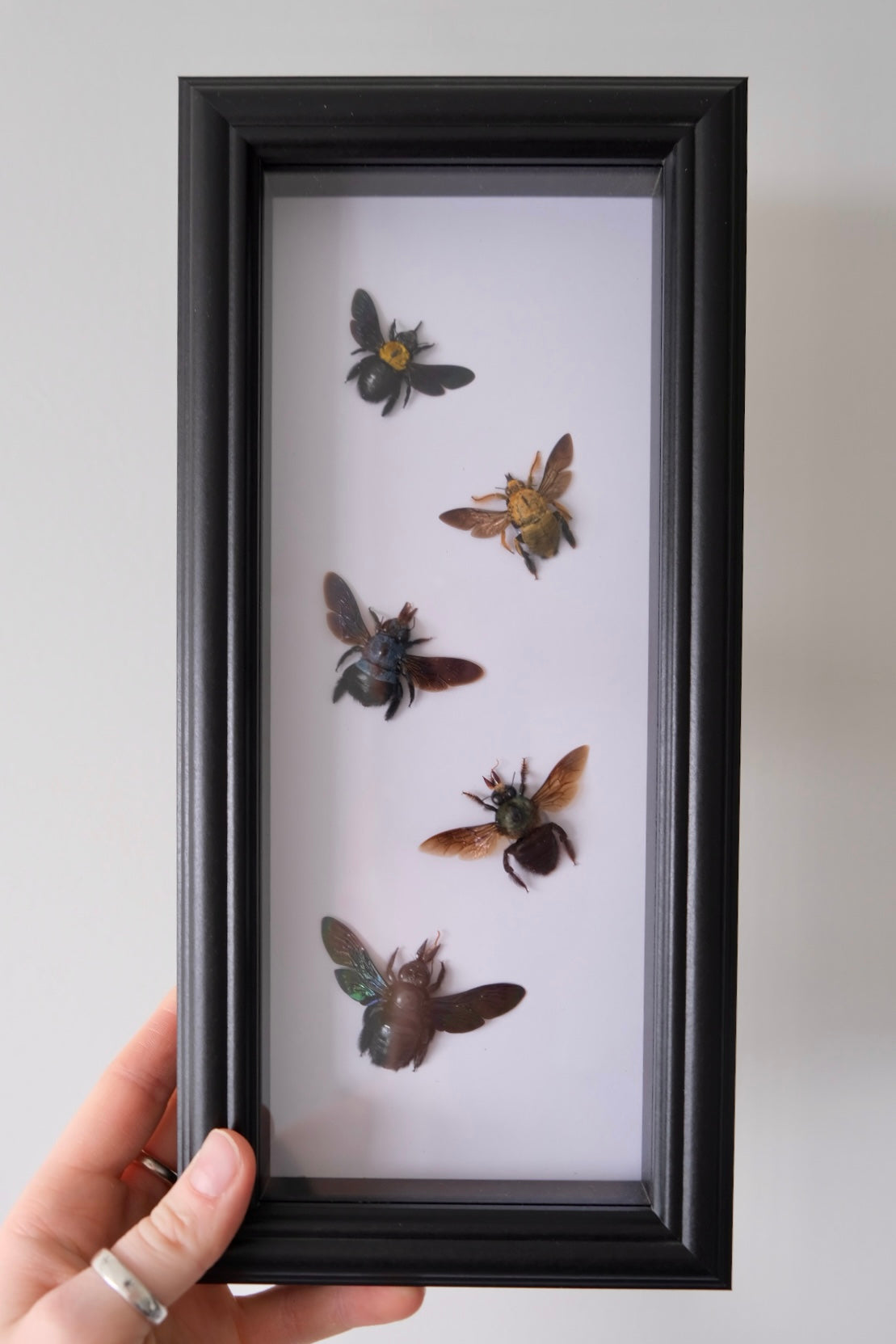 5 x Carpenter Bees in a frame