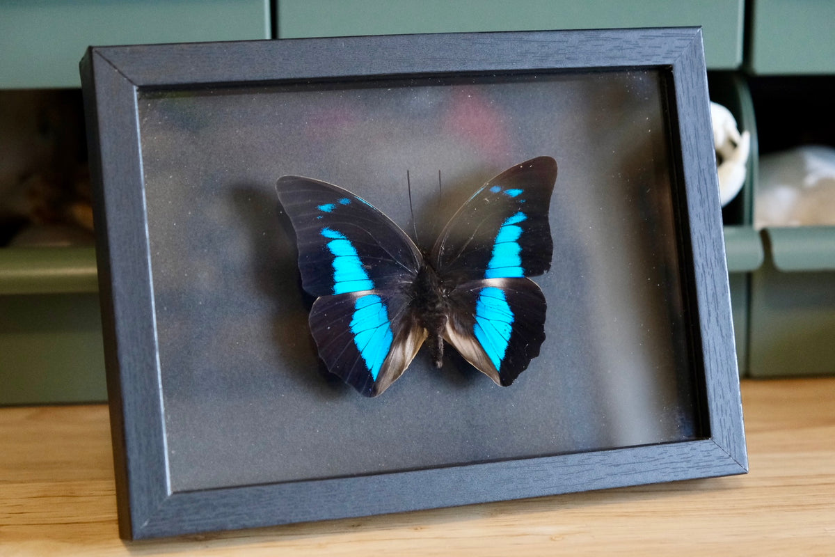 Prepona Butterfly in a frame