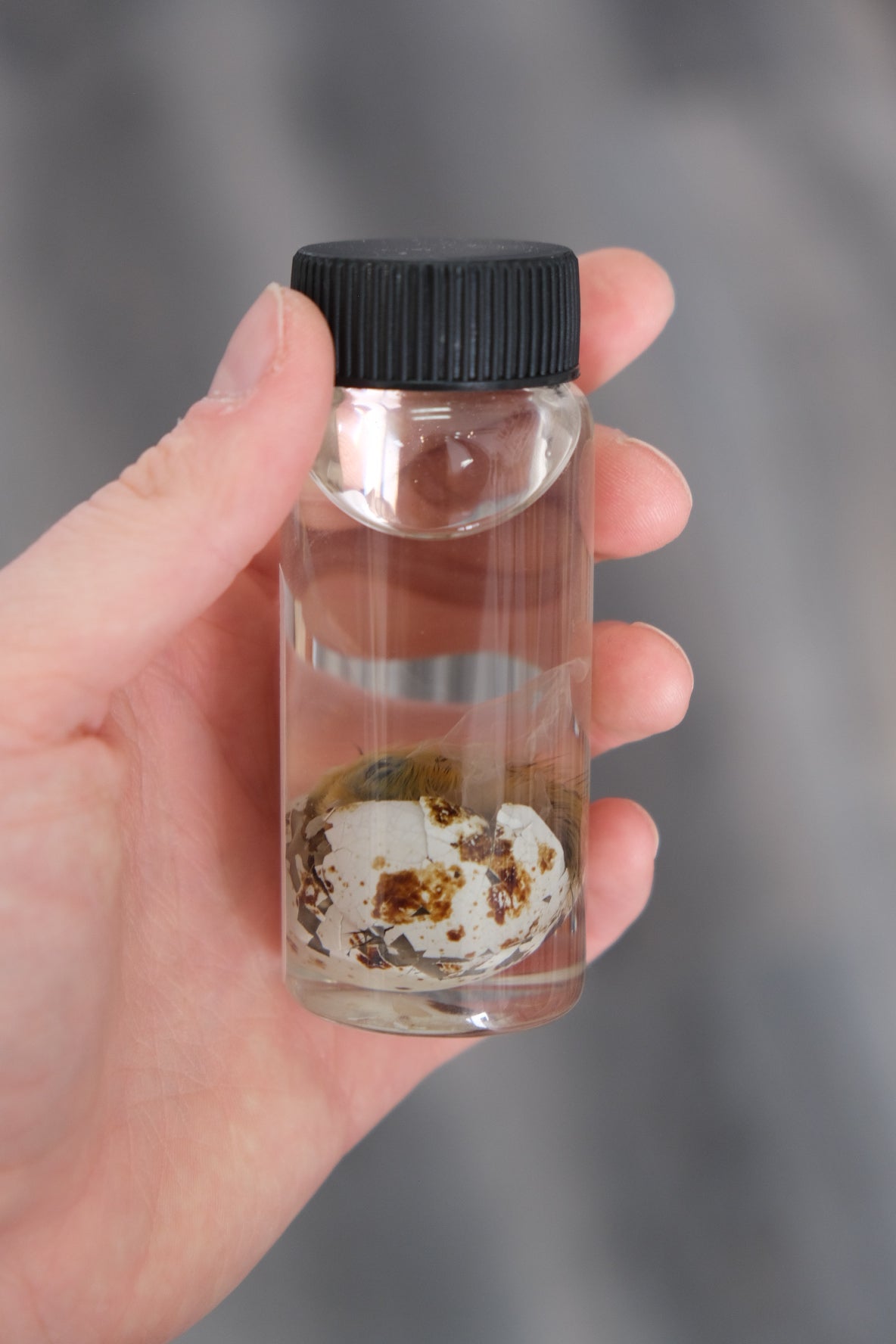 Wet Specimen Vial | Unhatched Chick