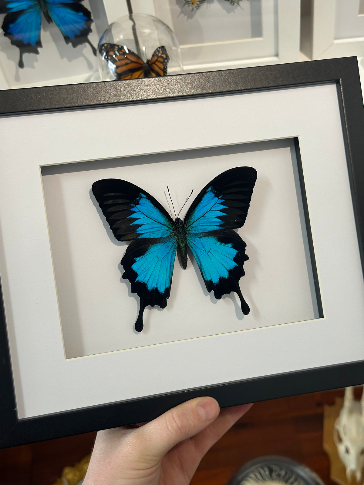 Papilio Ulysses / Blue Emperor Swallowtail Butterfly in a larger frame