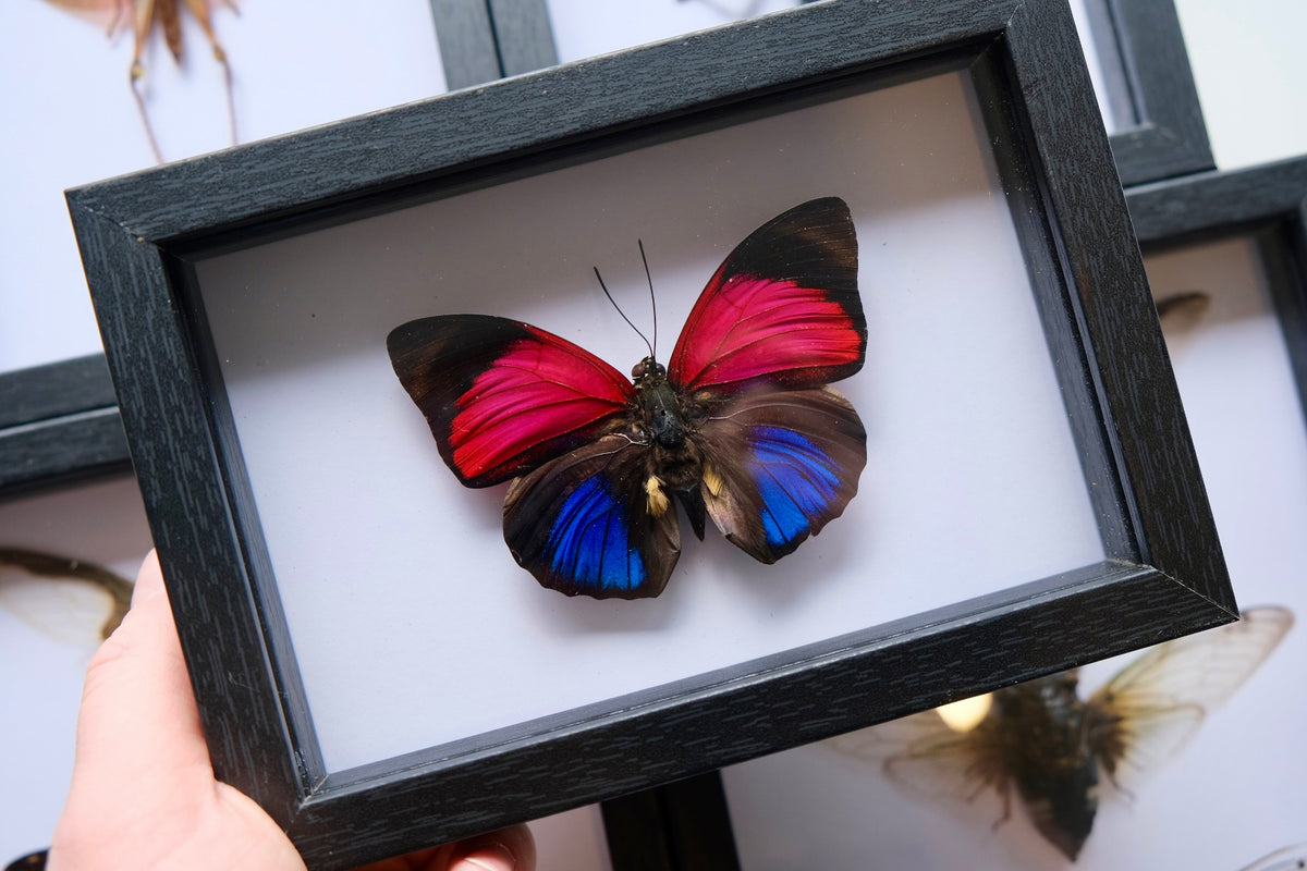 Agrias Claudina Lugens Butterfly in a frame #5