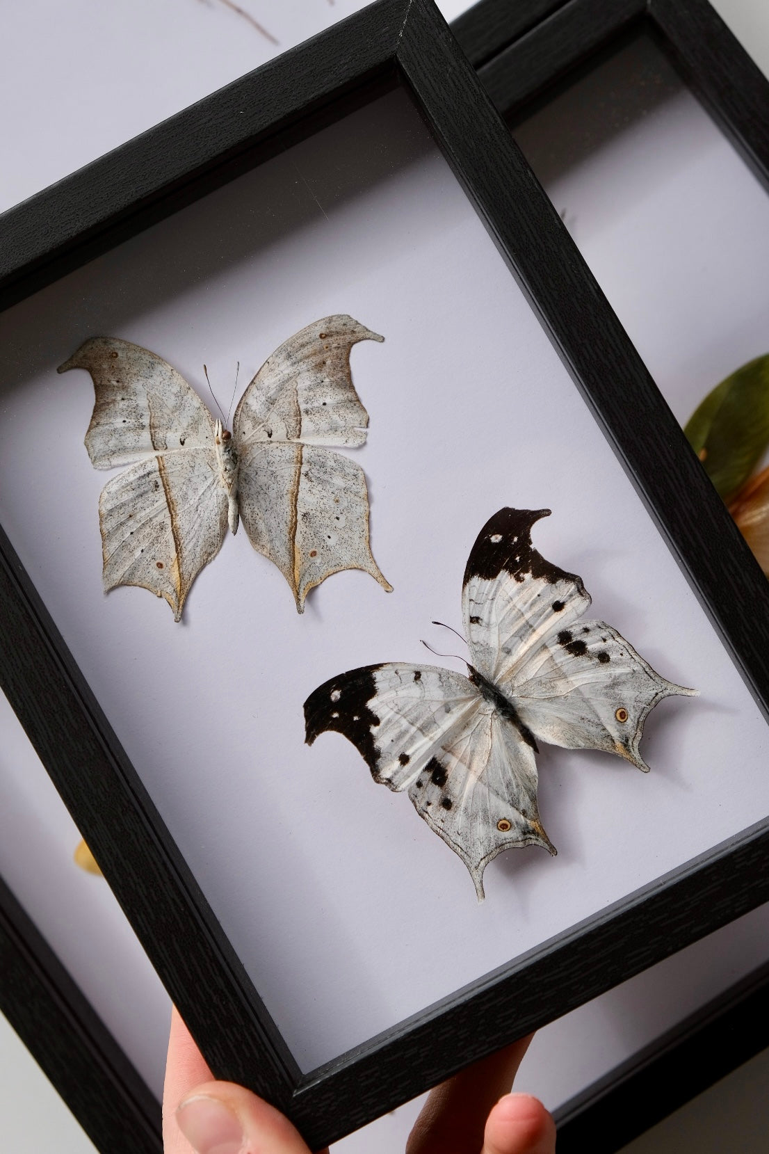 Mother of Pearl / Salamis Duprei Duo Frame