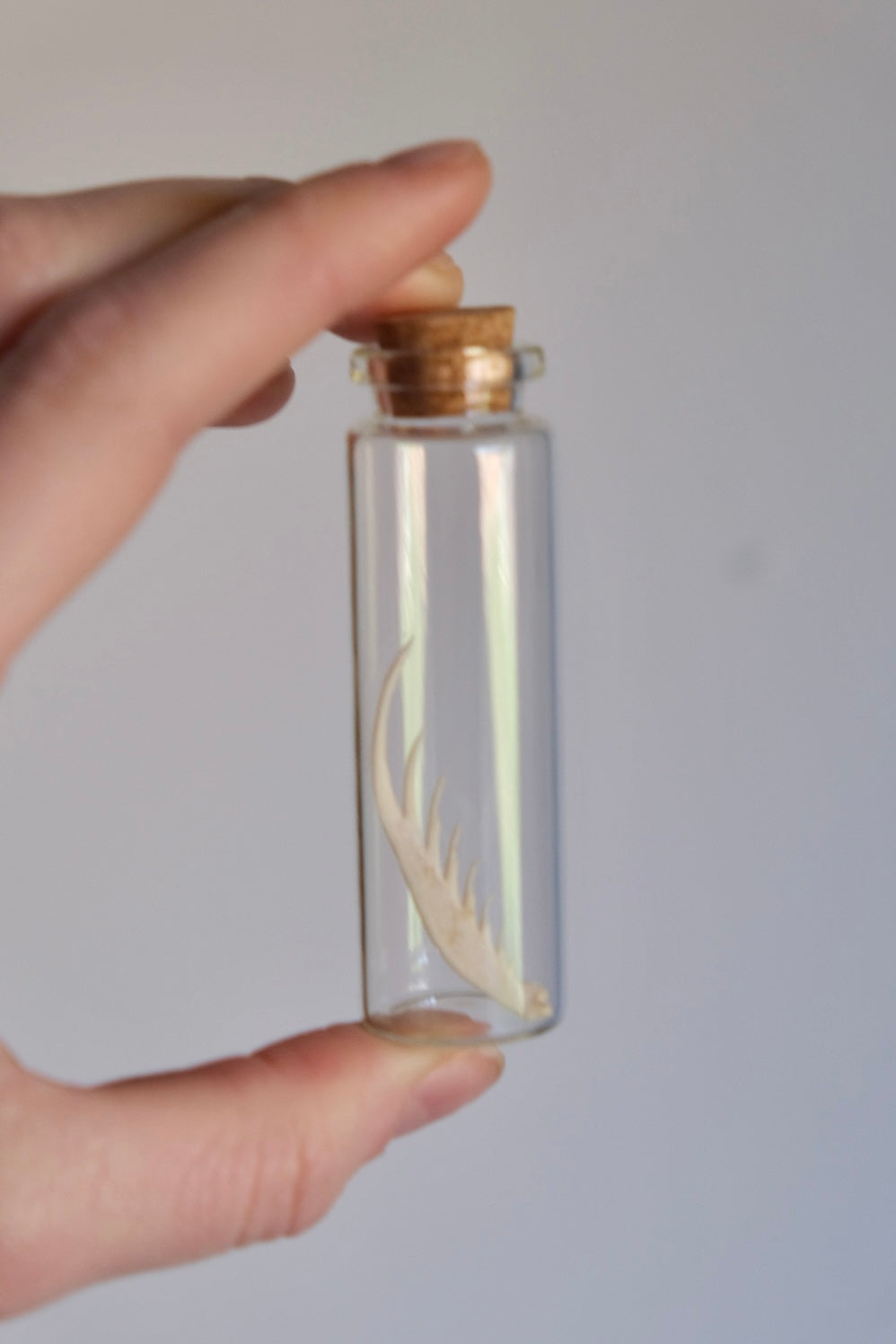 Mantis Shrimp Claw in a jar