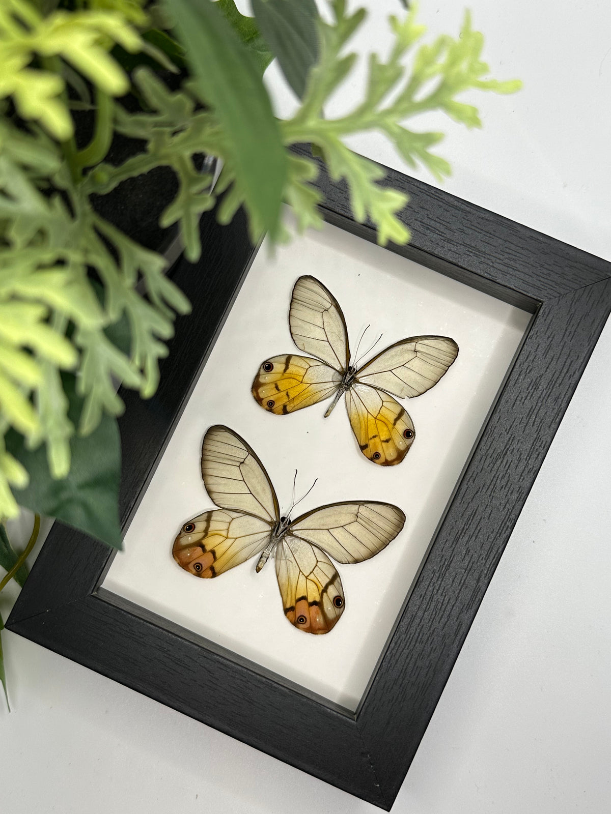 Duo Glasswing Butterfly frame