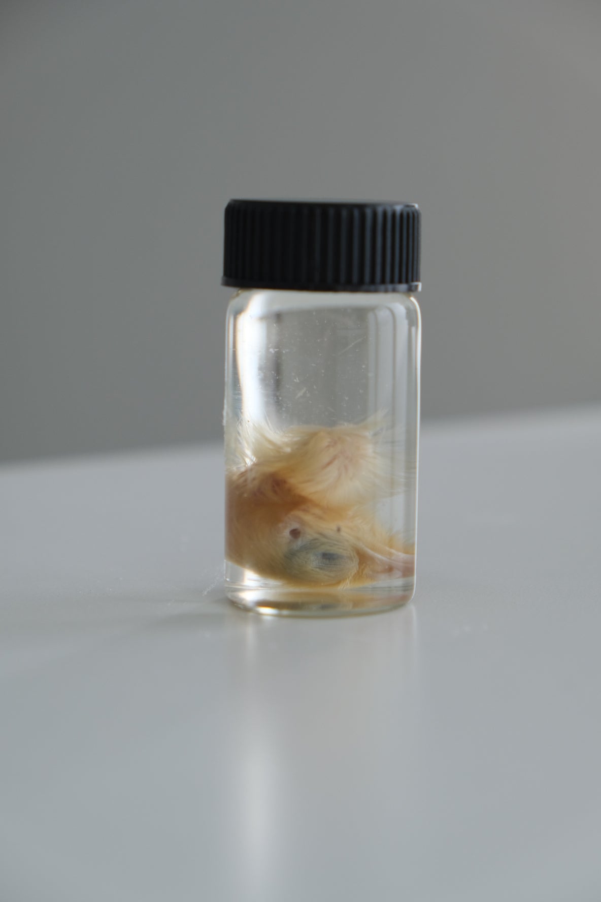 Wet Specimen Vial | Quail Head