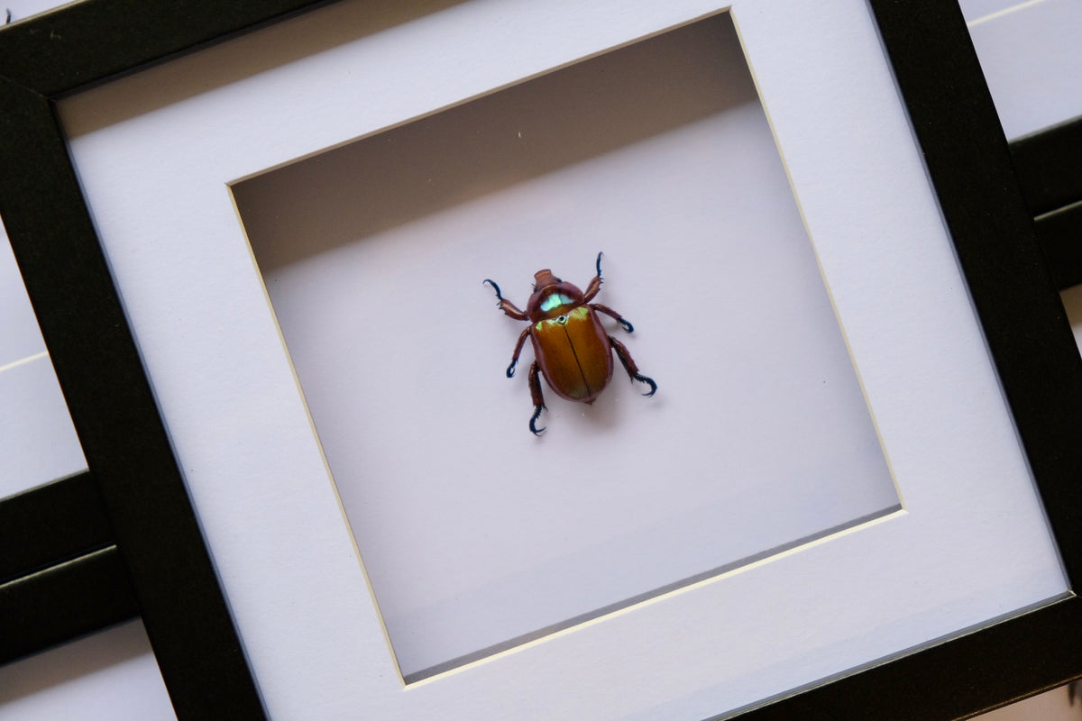 Christmas Beetle in a frame #2