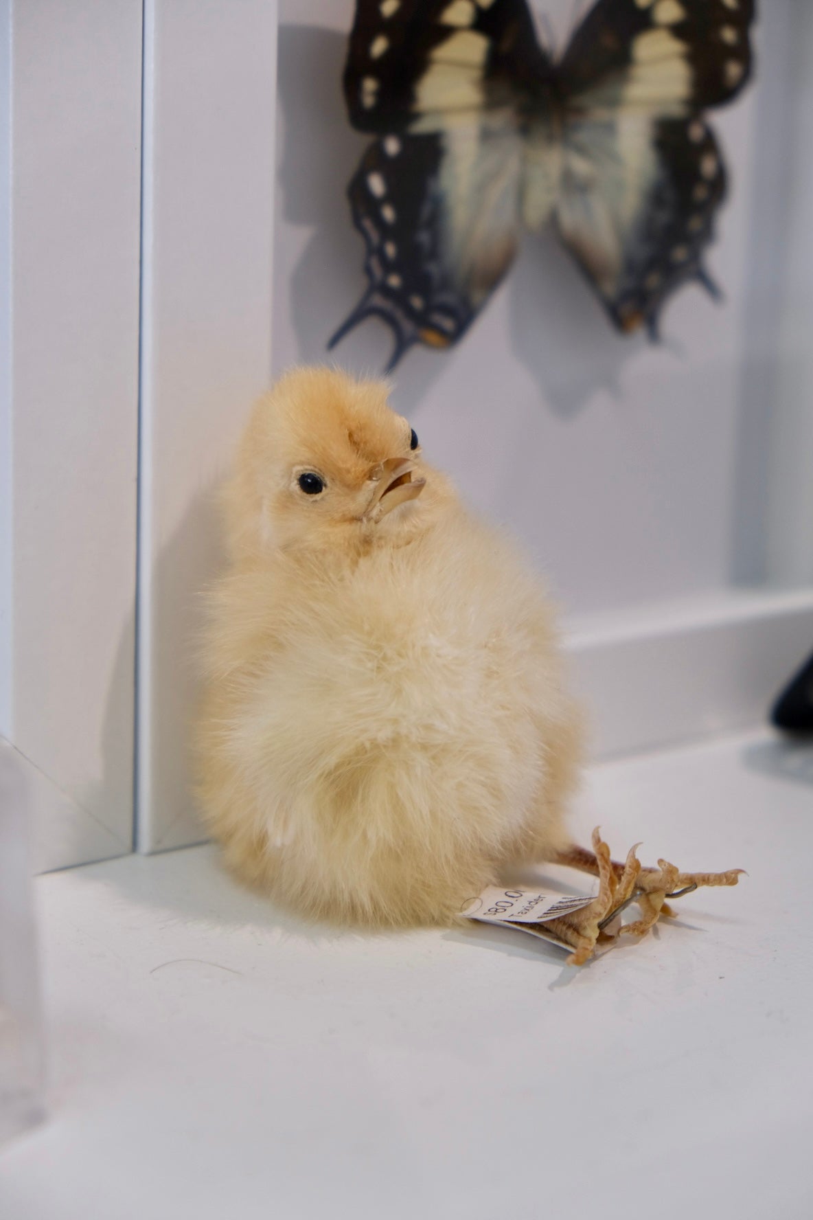 Taxidermy Chick | Yellow