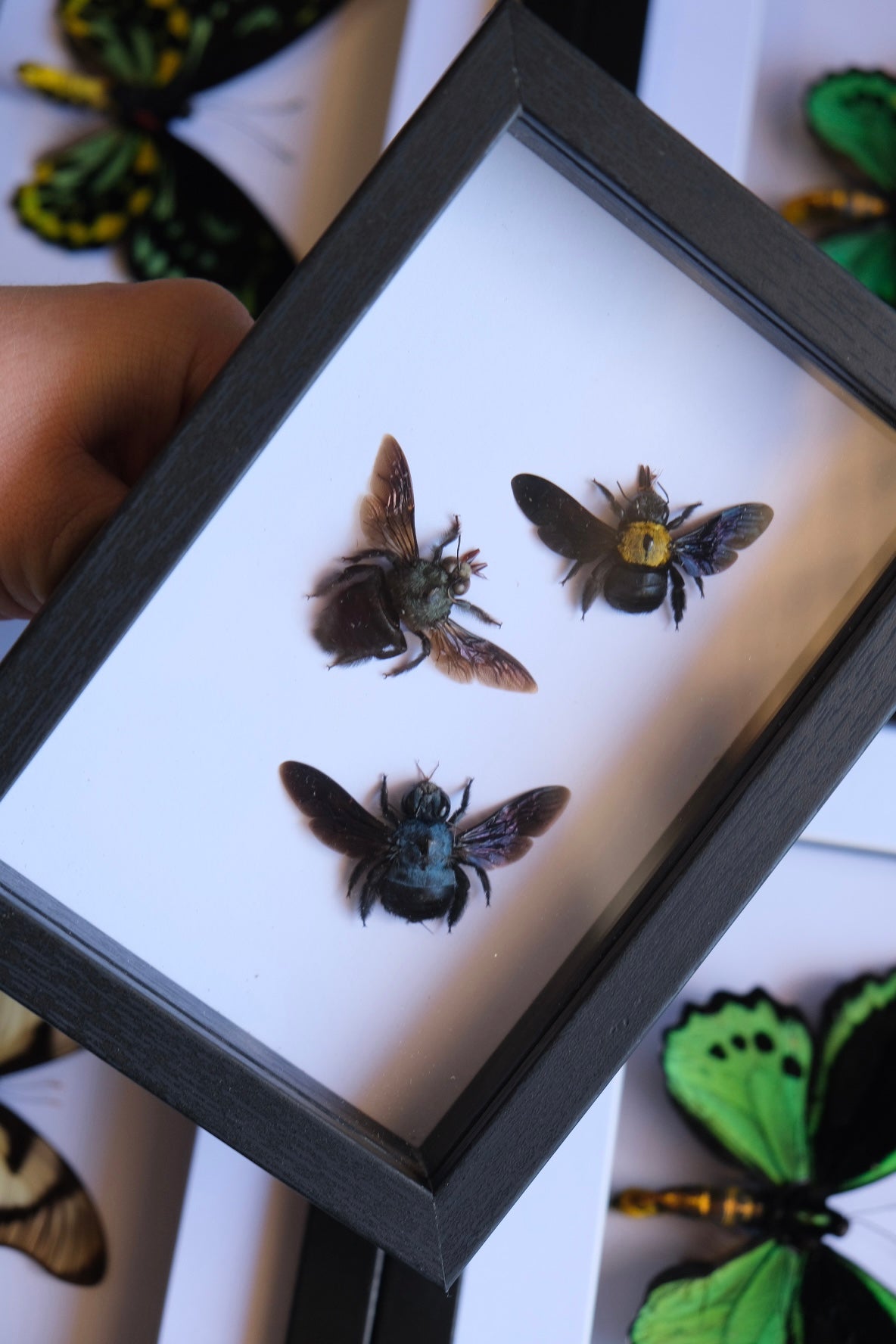 Carpenter Bee Trio / Xylocopa Caerulea & Xylocopa Confusa in a frame #1