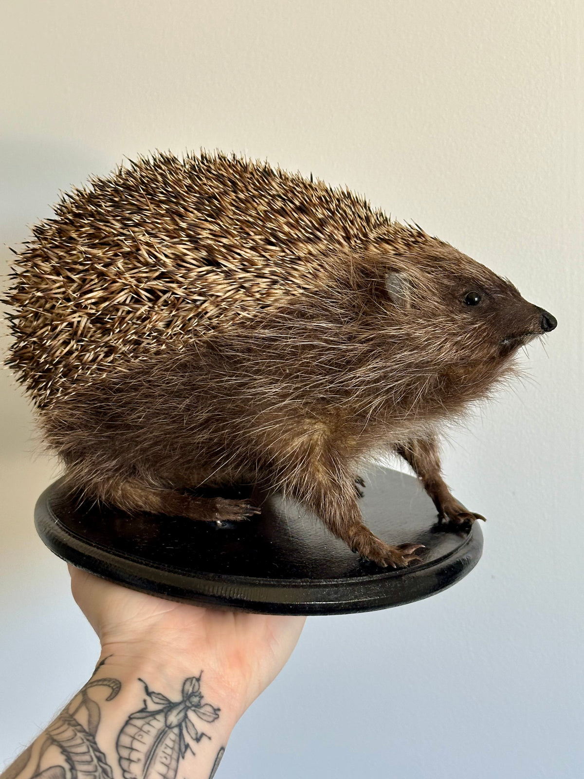 "Sonic" Taxidermy Hedgehog | Torn Leg