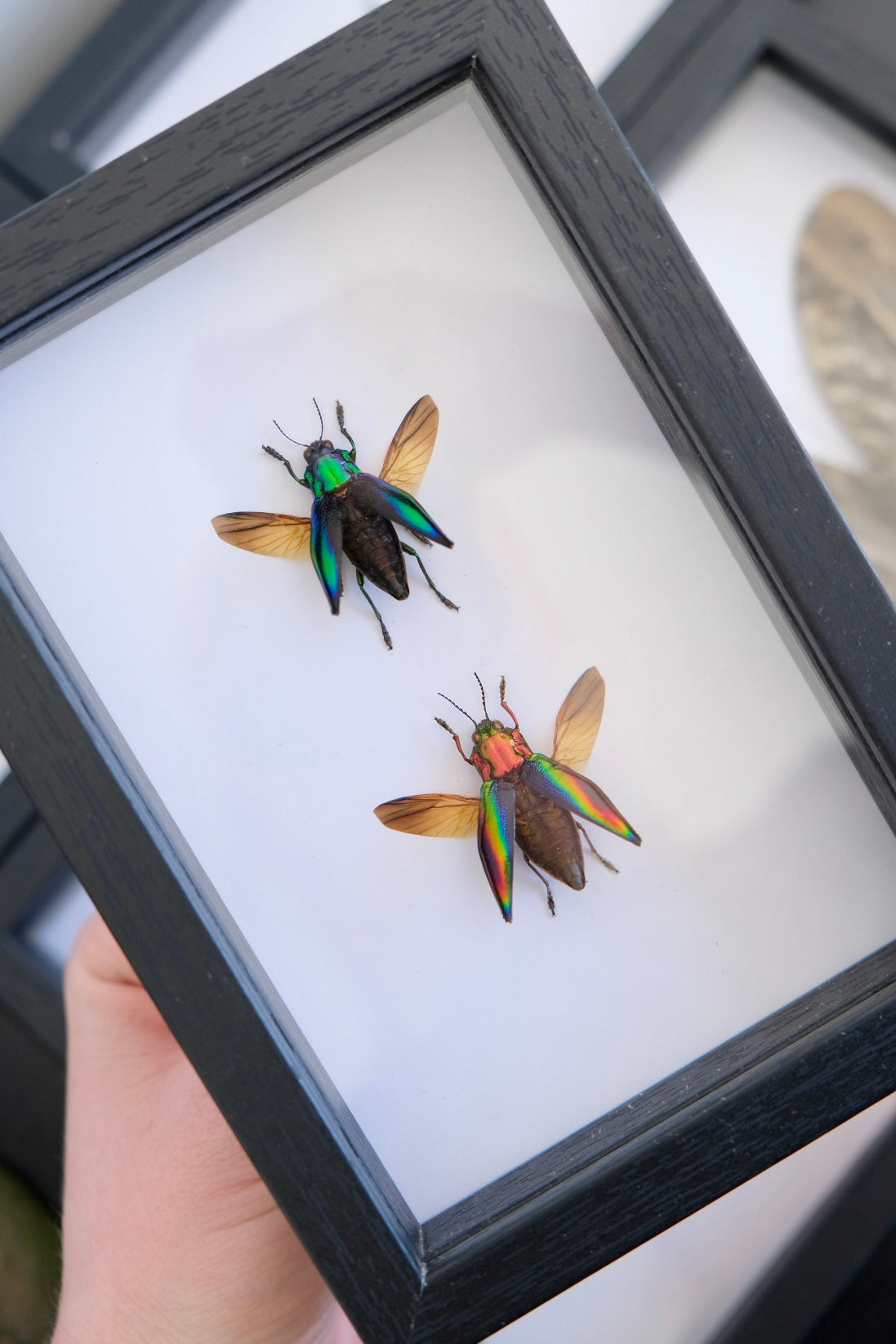 Duo Coloured Jewel Beetle Frame #2