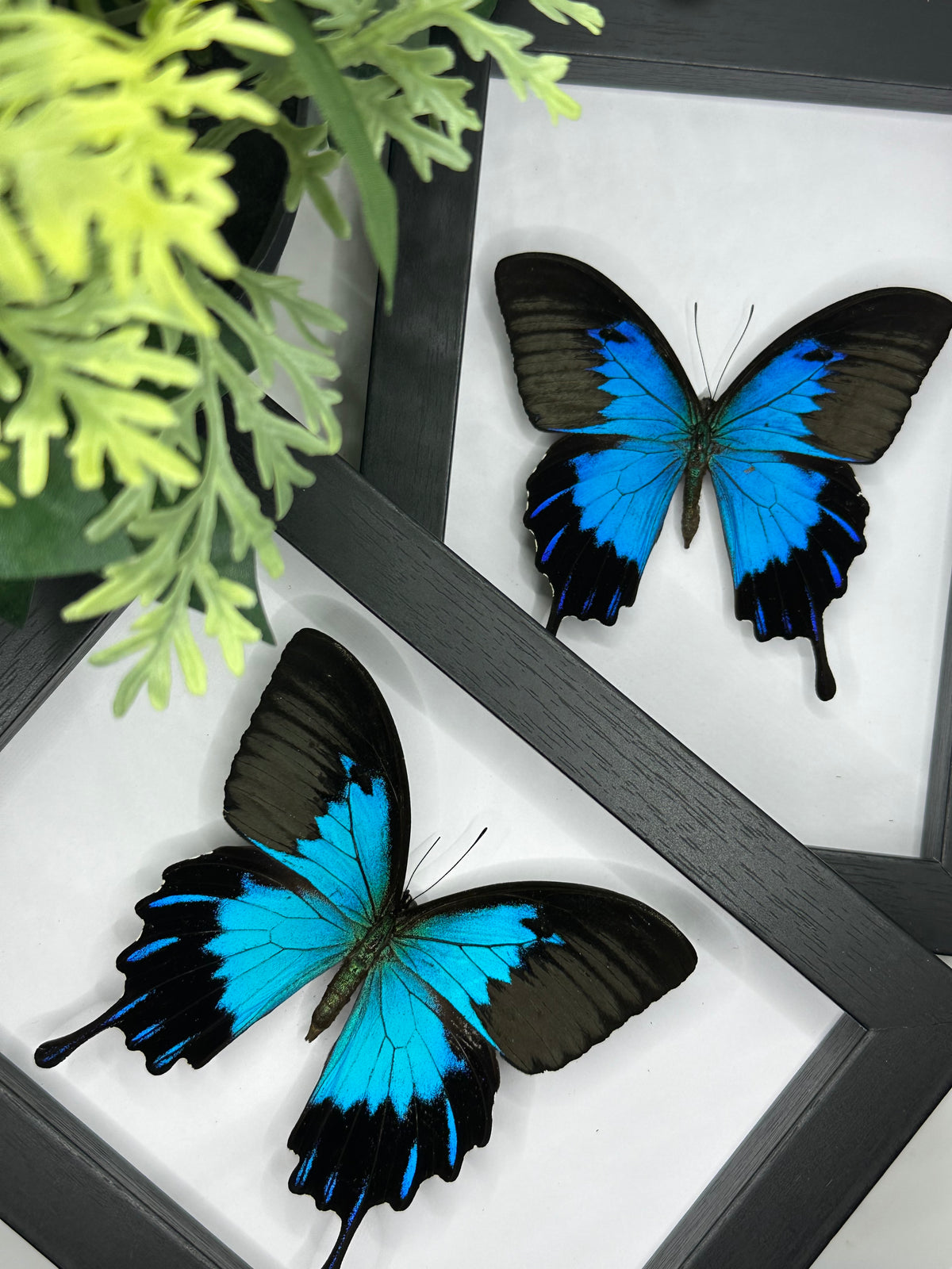 Papilio Ulysses Telegonus in a frame