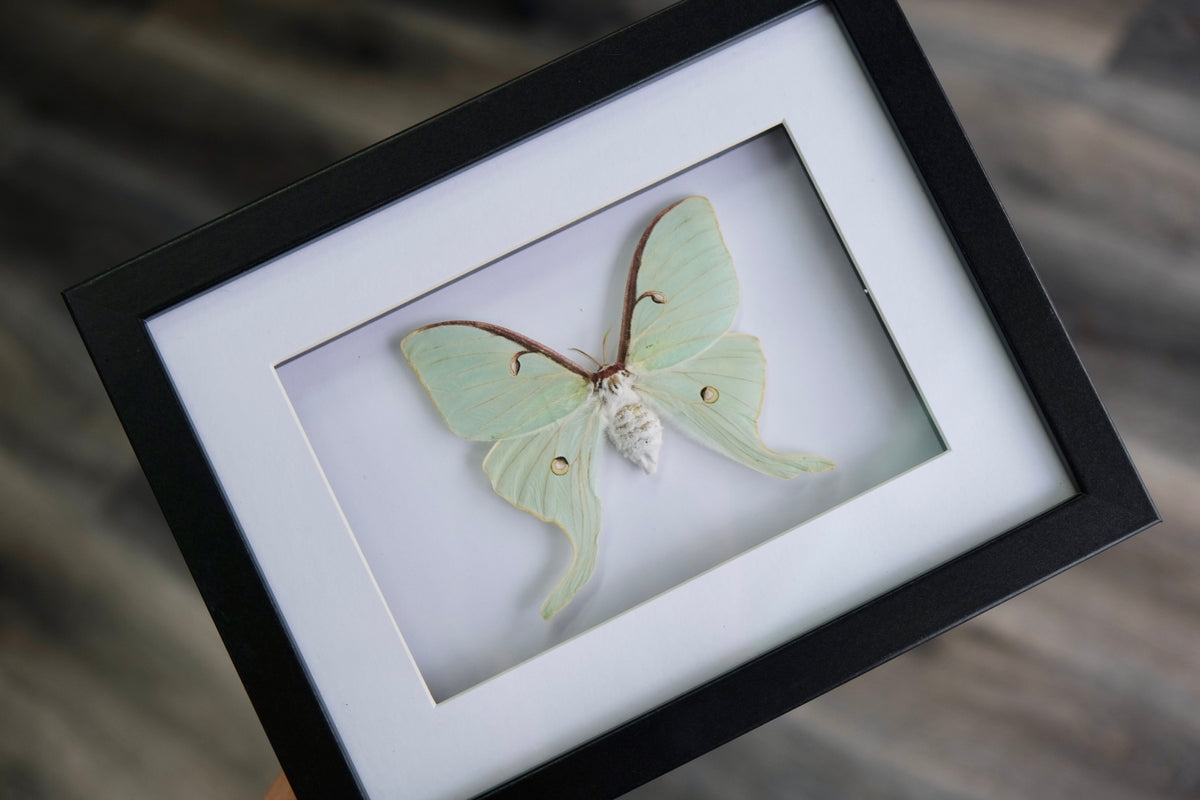 Luna Moth / Actias Luna in a frame #1