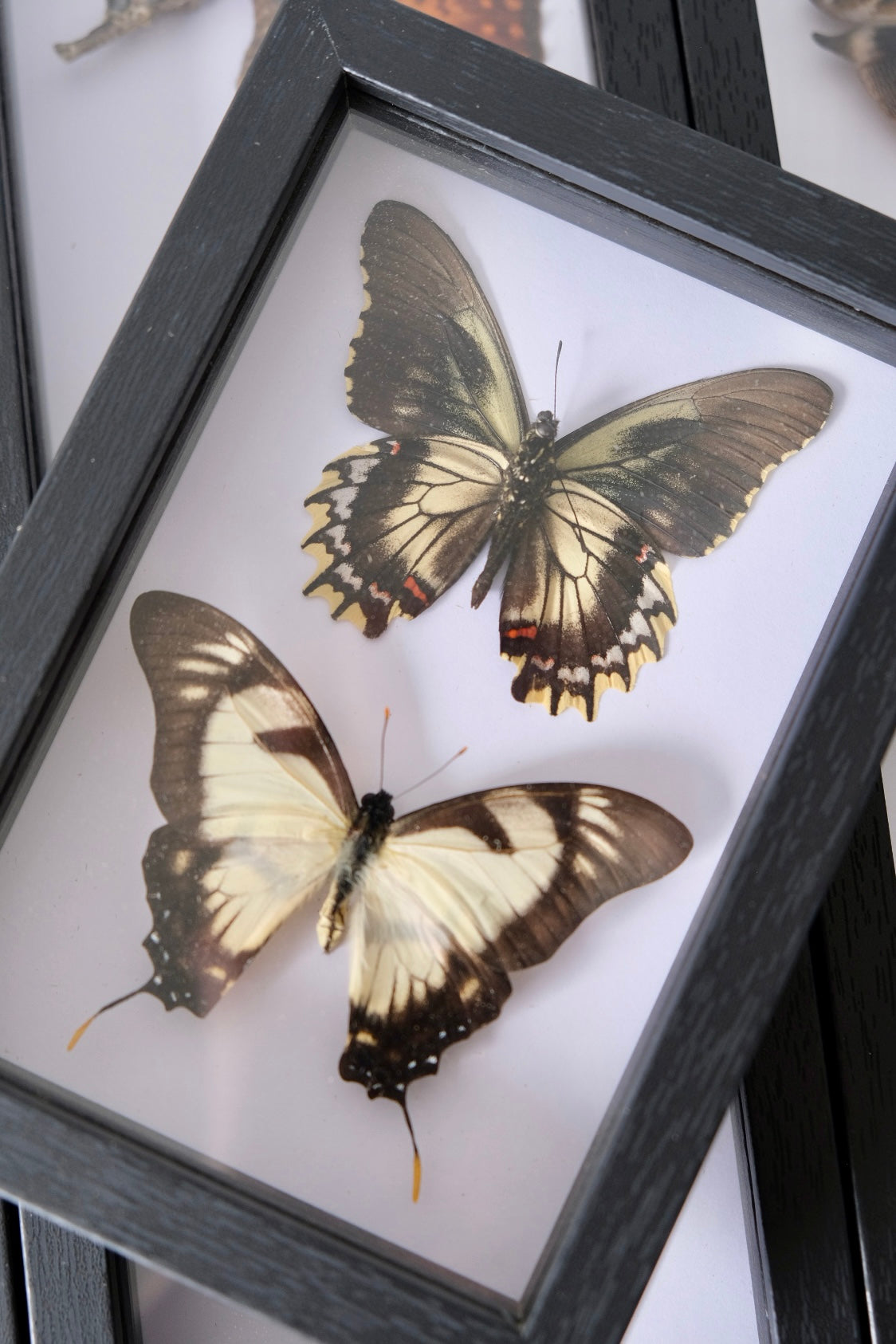 Battus & Eurytides Butterfly Duo Frame