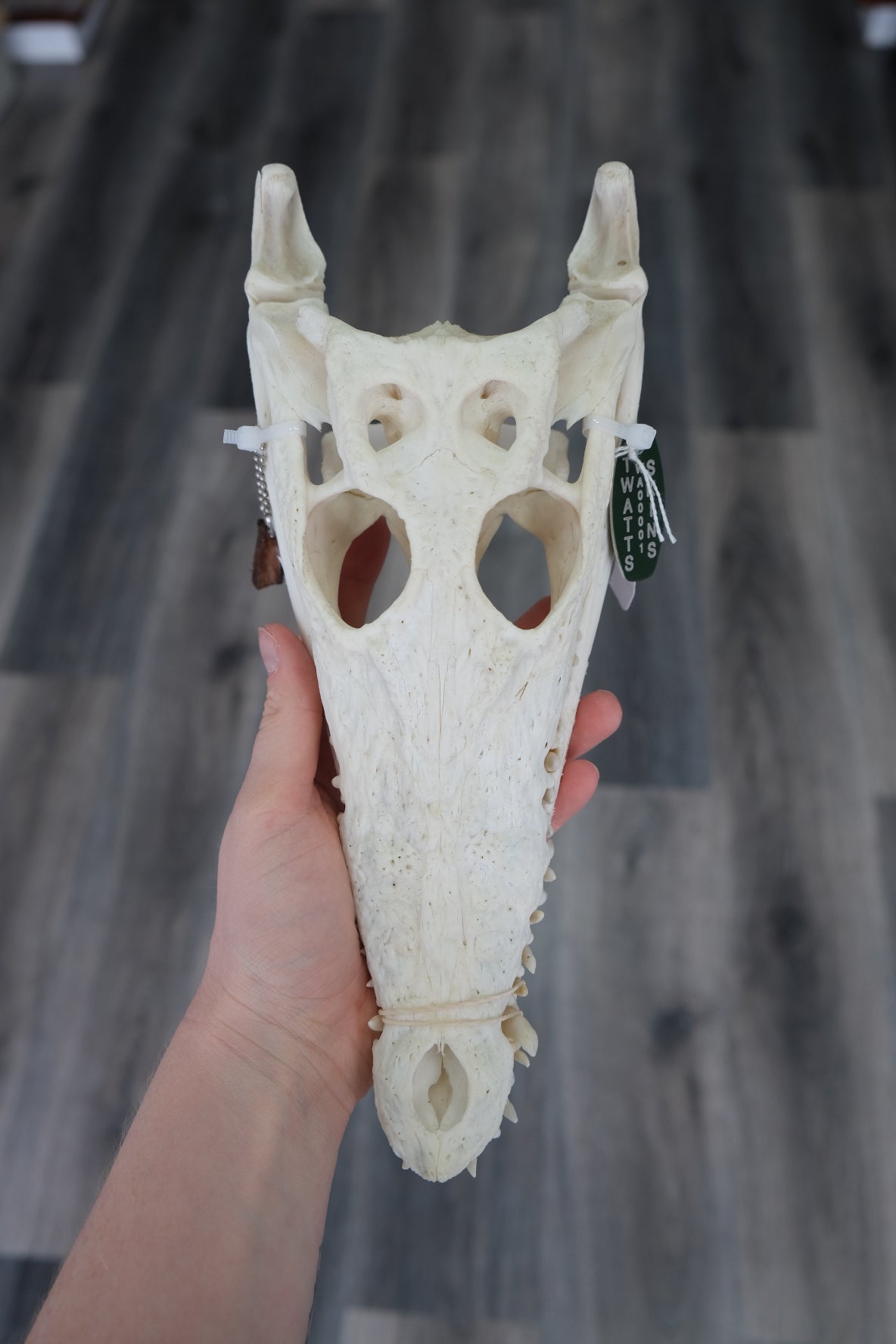 Australian Saltwater Crocodile Skull #1