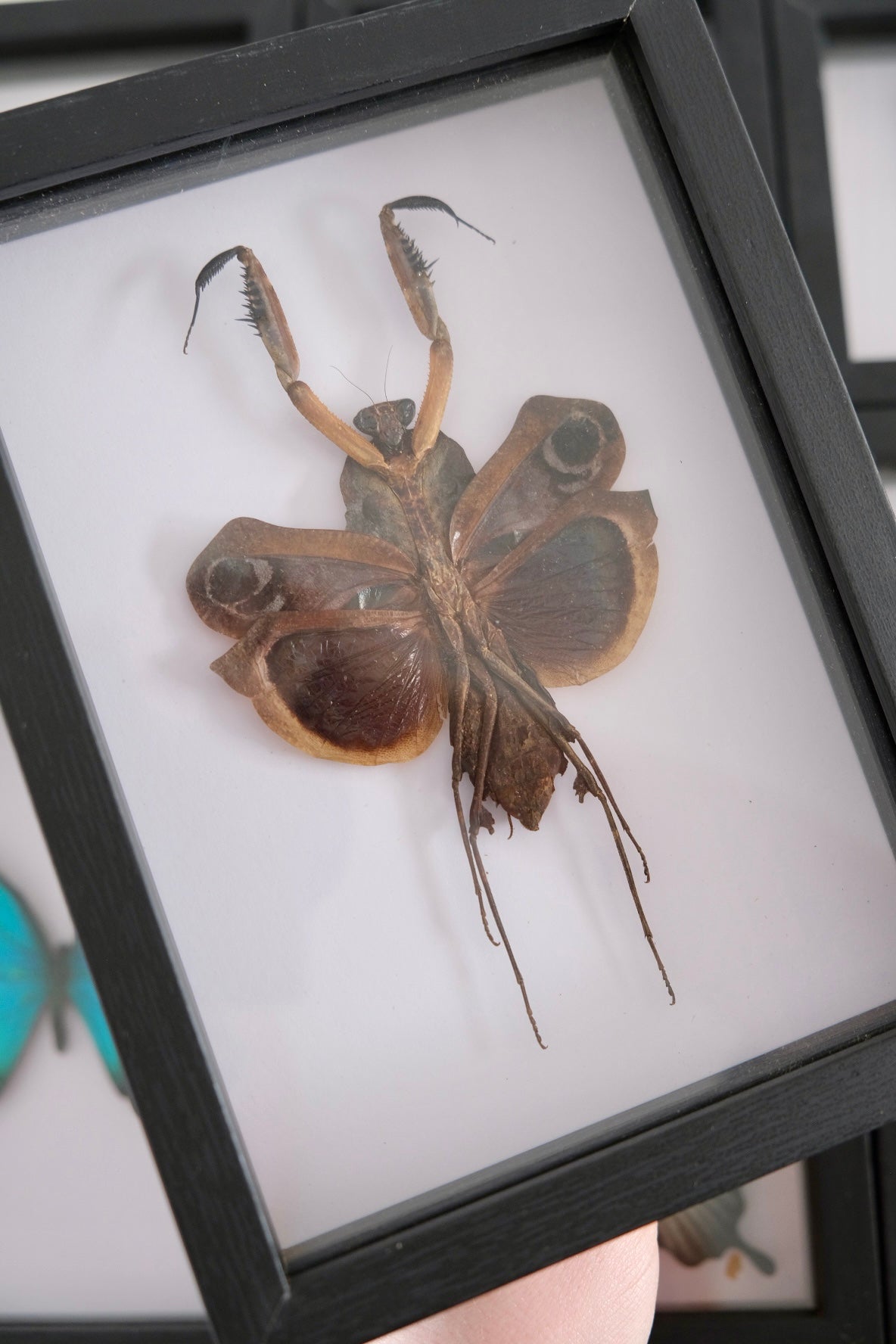 Giant Dead Leaf Mantis / Deroplatys Desiccata in a frame