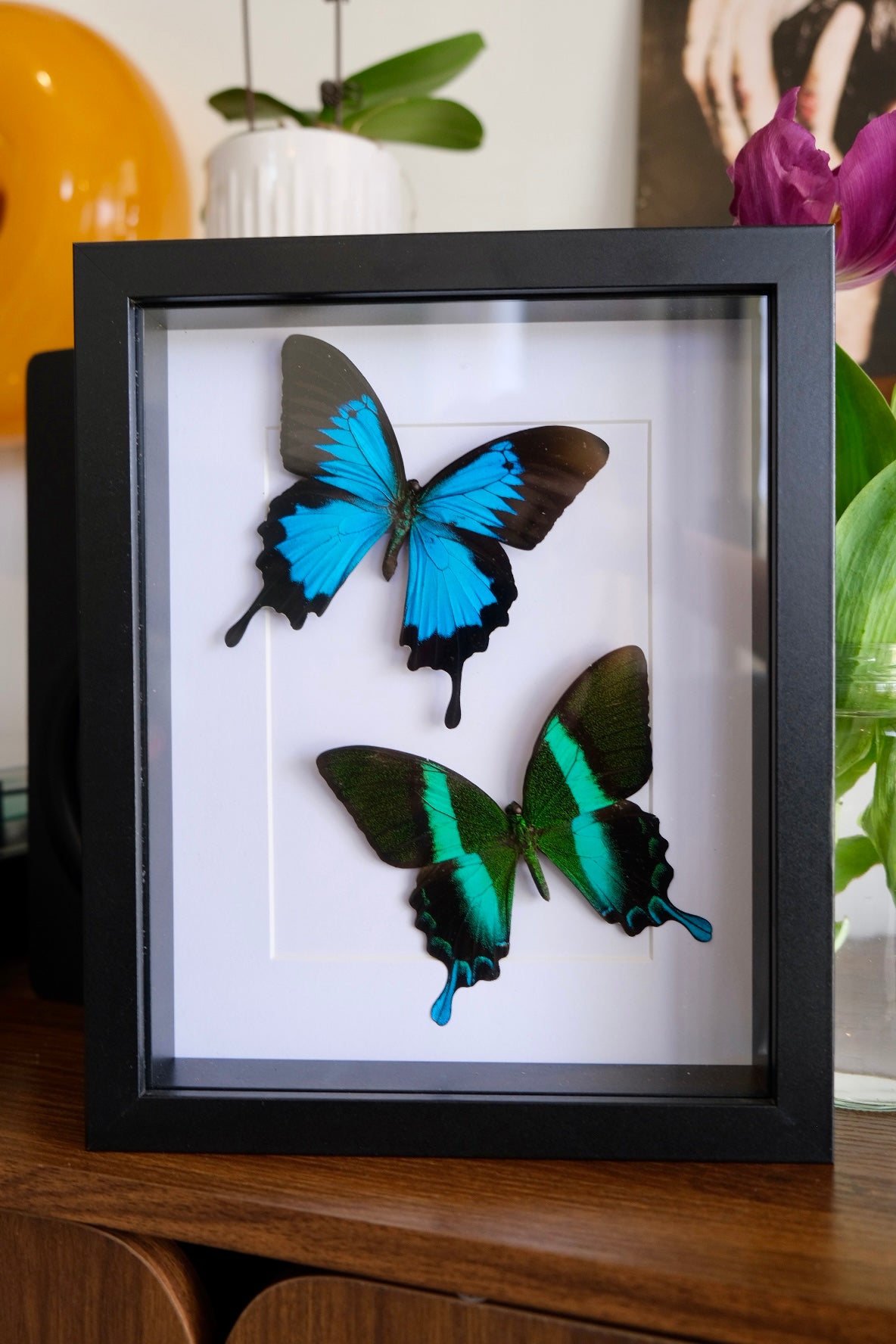 Papilio Ulysses & Papilio Blumei Duo frame #2 | No Antenna