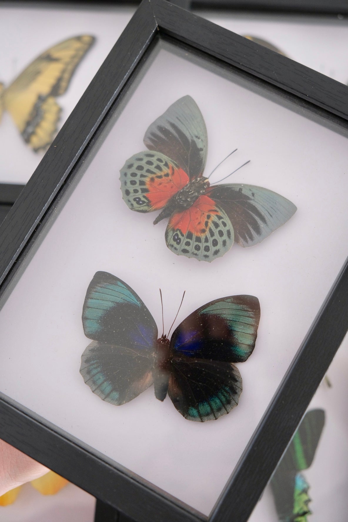 Duo Agrias Beatifica Beata Butterfly Frame