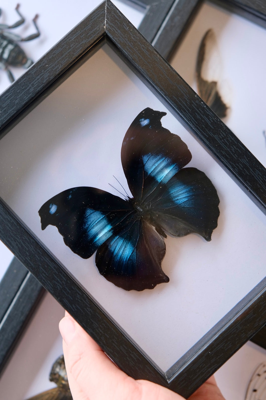 Blue Hookwing Butterfly / Napocles Jucunda in a frame