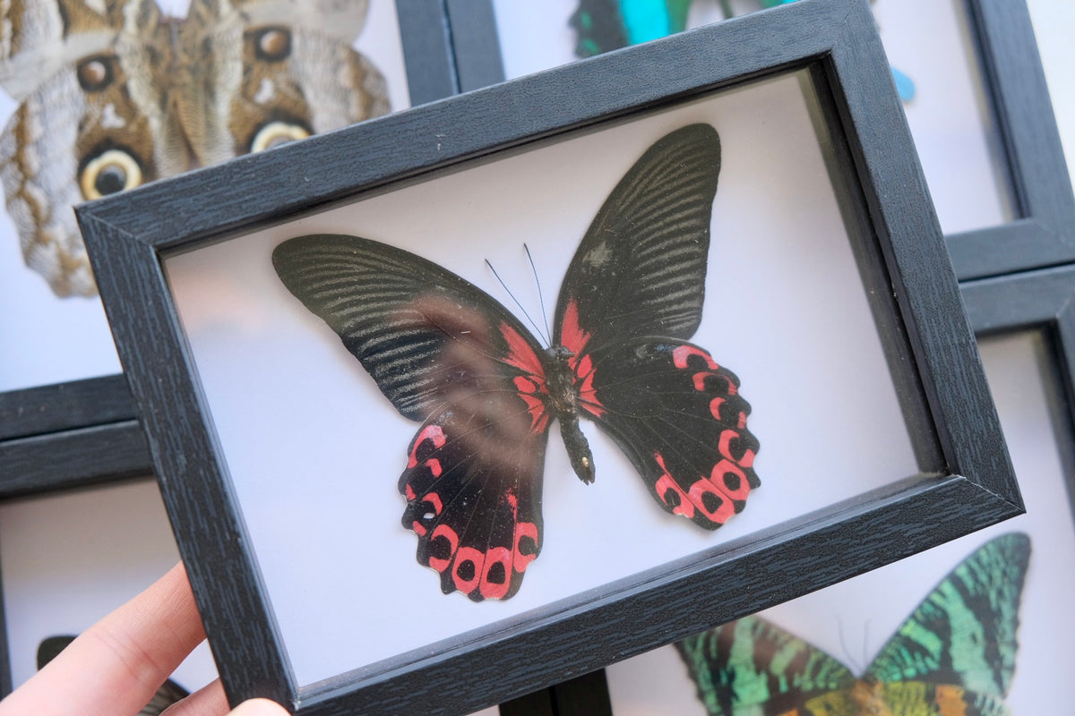 Scarlet Mormon / Papilio Rumanzovia in a frame (Male) | Ventral (Underside)