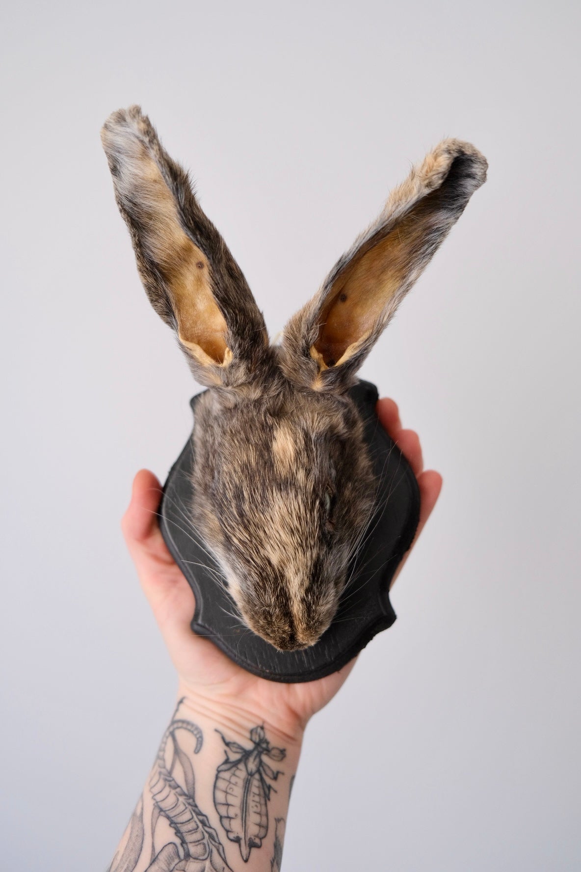 "Sterling" Taxidermy Bunny Head Shield