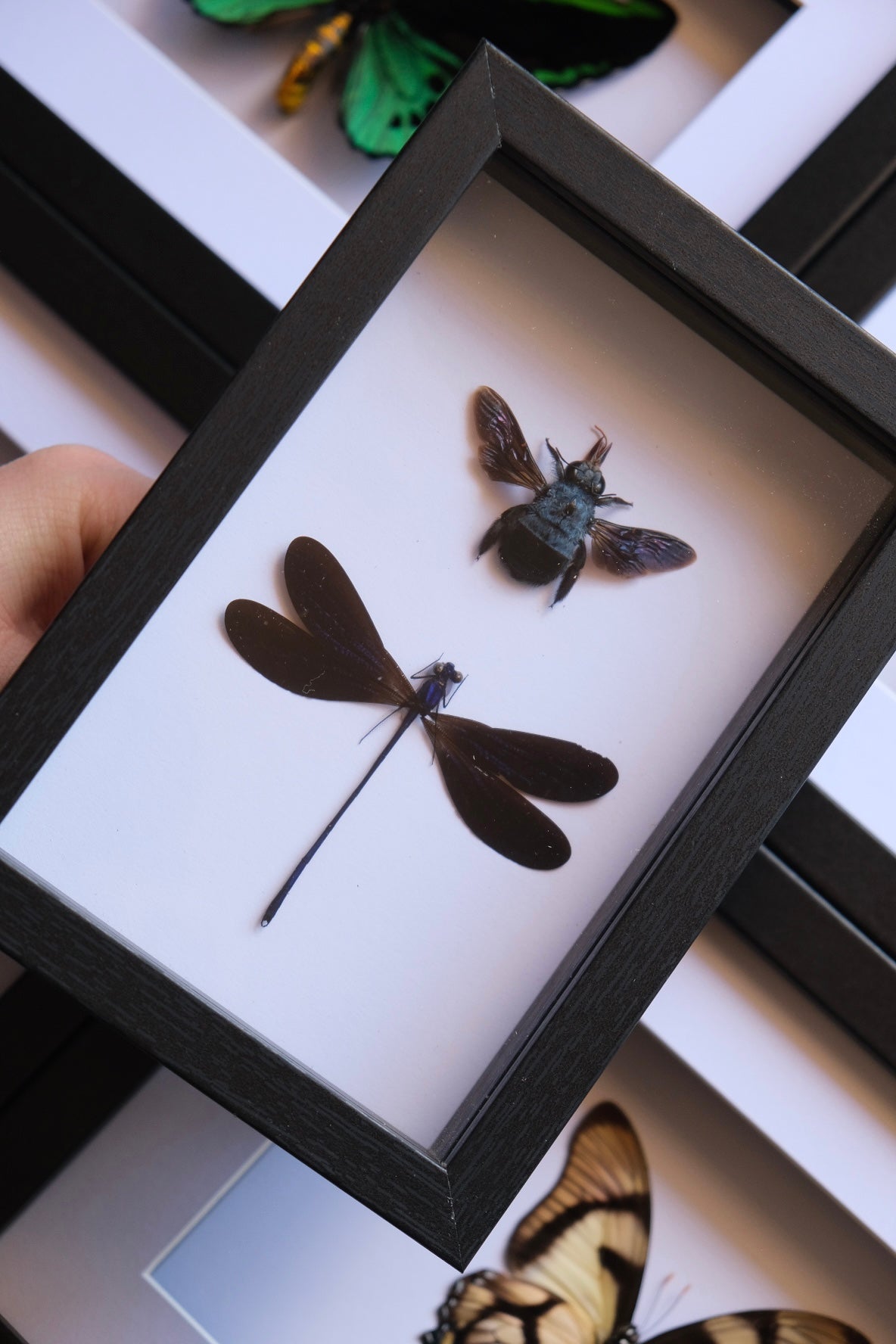 Bee & Damselfly Duo / Xylocopa Caerulea & Vestalis Luctuosa in a frame #2