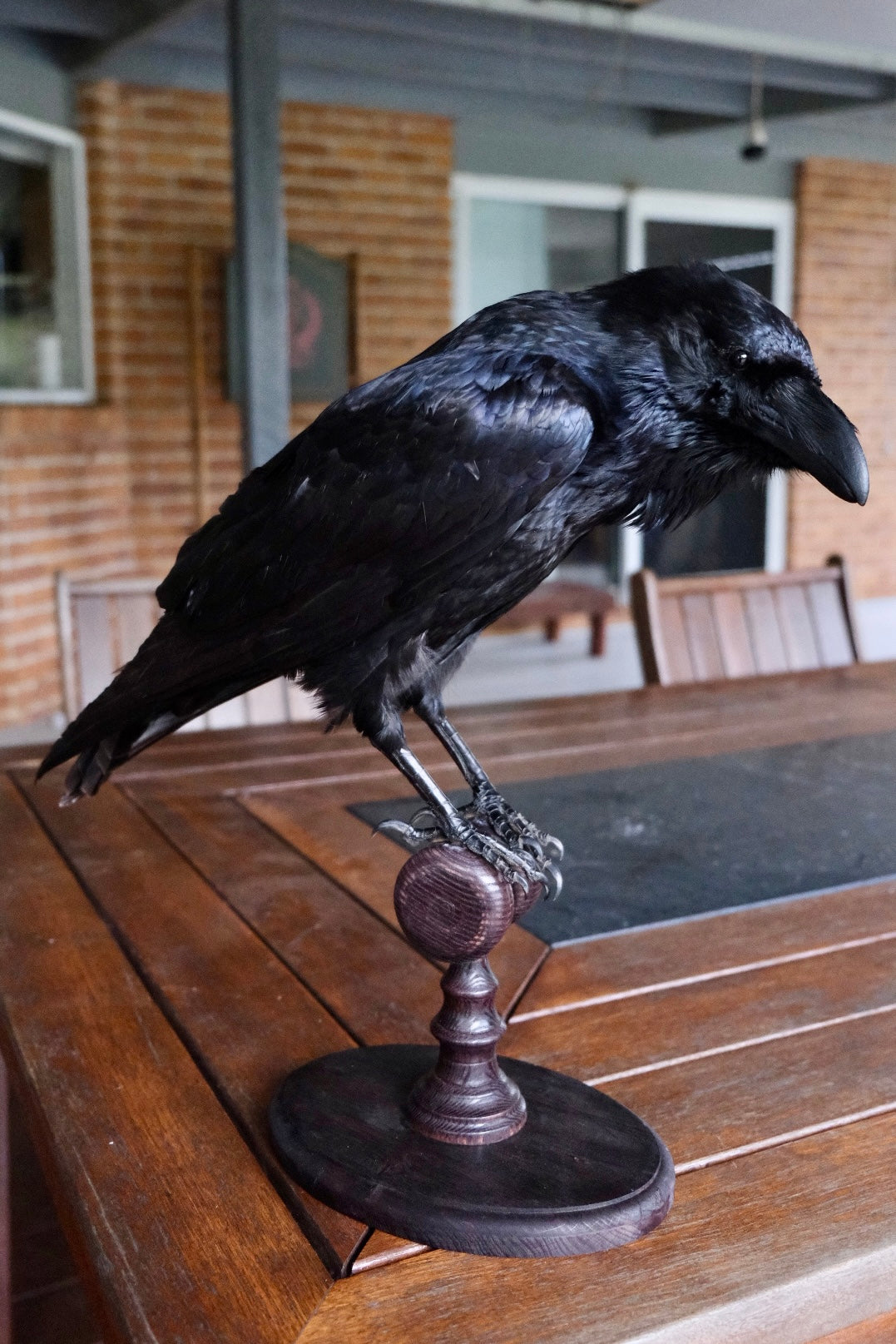 Taxidermy European Raven | Express shipping unavailable