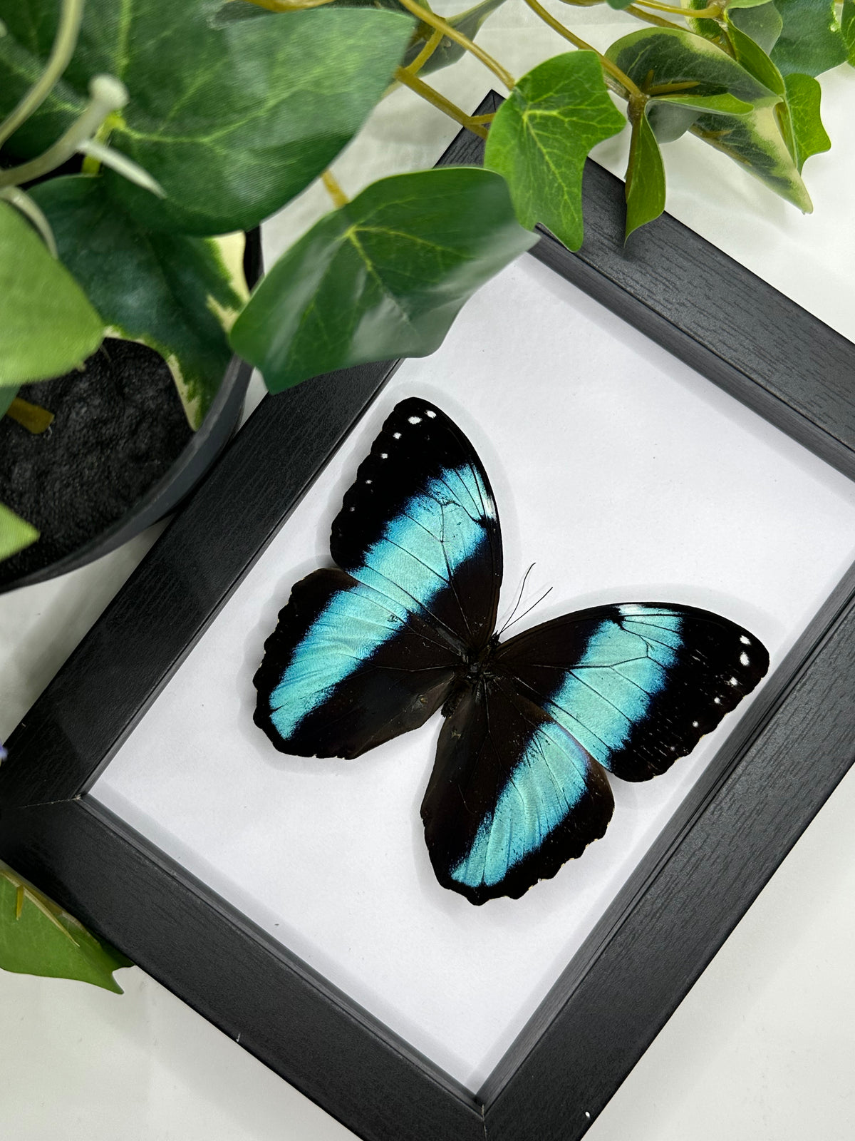 Morpho Achilles Butterfly in a frame | Portrait