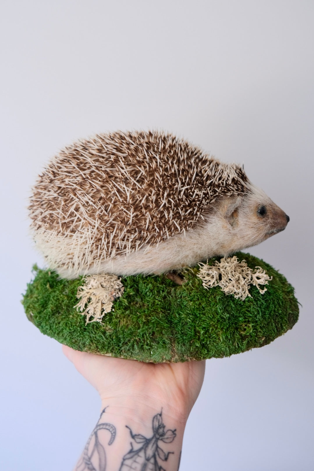 "Ivy" Taxidermy Hedgehog
