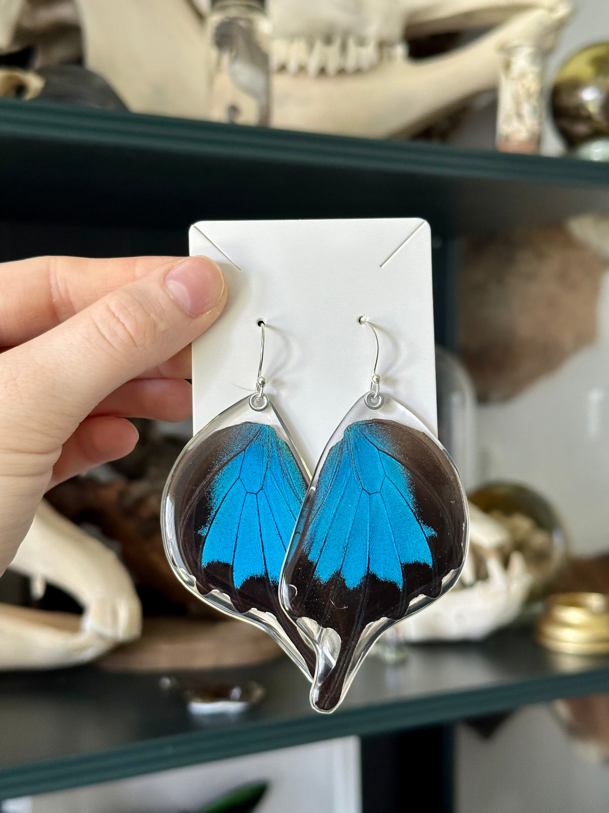 Resin s925 Earrings | Papilio Ulysses Hindwings