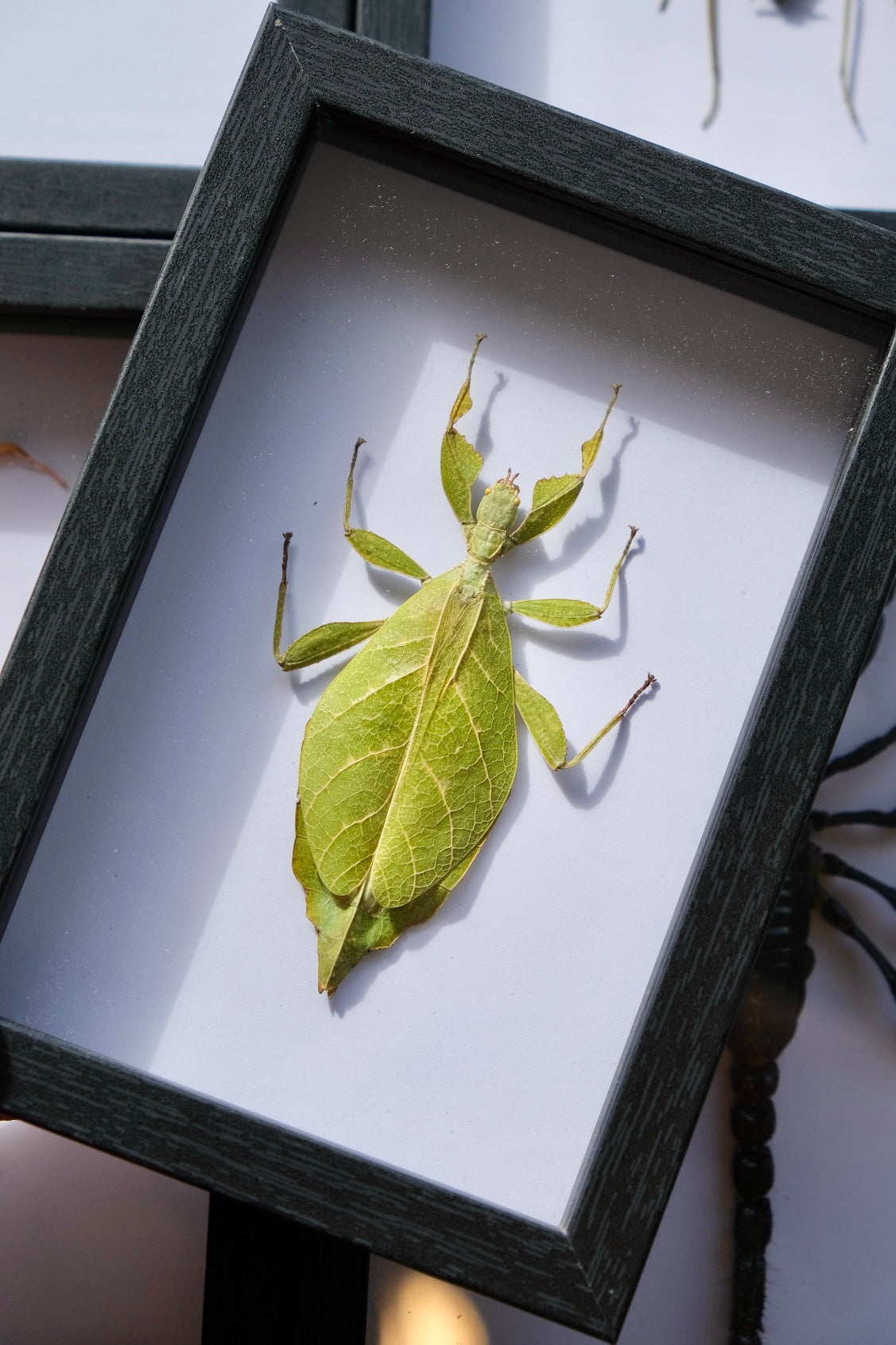 Leaf Insect / Phyllium Jacobsoni in a frame | Female