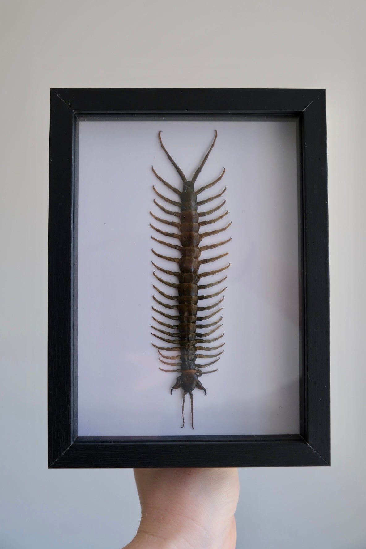Amazonian Giant Centipede / Scolopendra Piceoflava in a frame