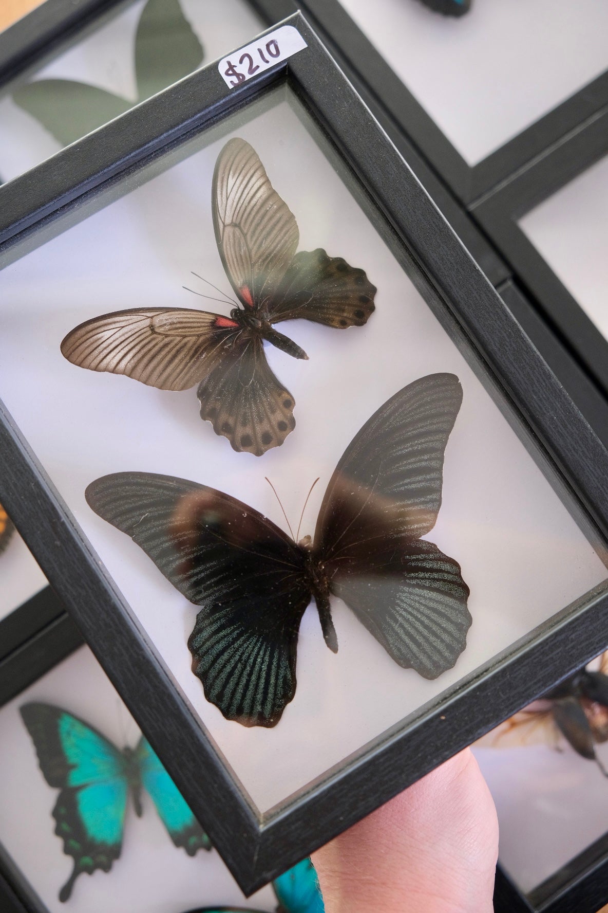 Papilio Memnon Butterfly Duo Frame
