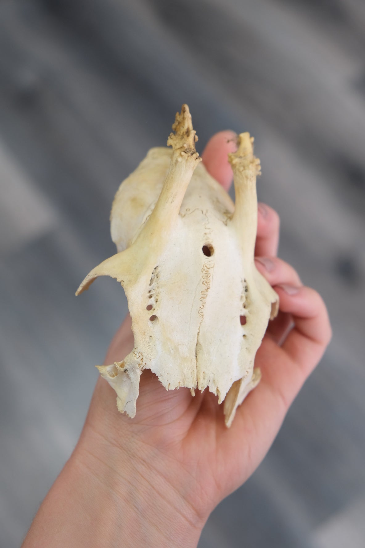 Roe Deer Skull Cap