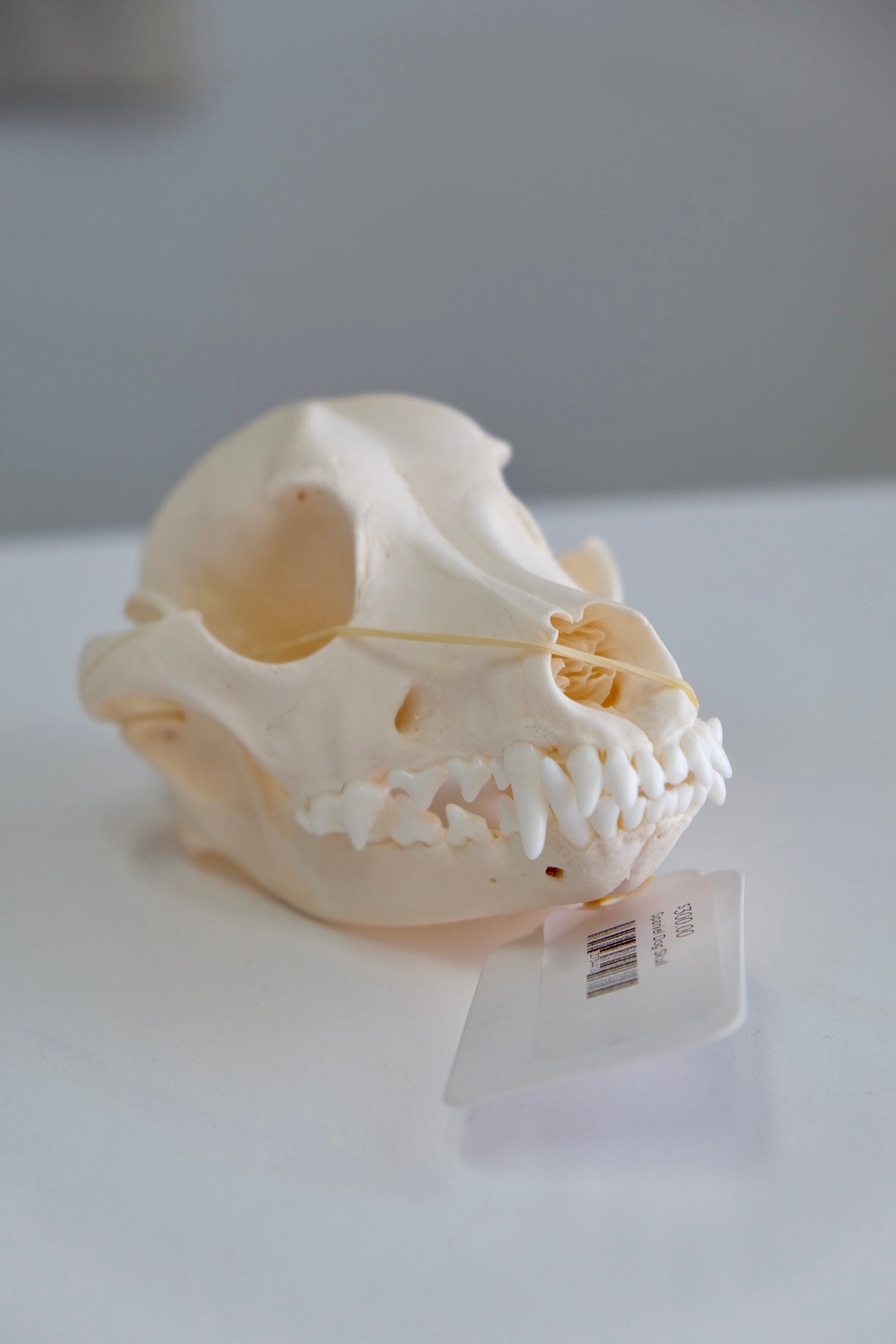 Spaniel Dog Skull