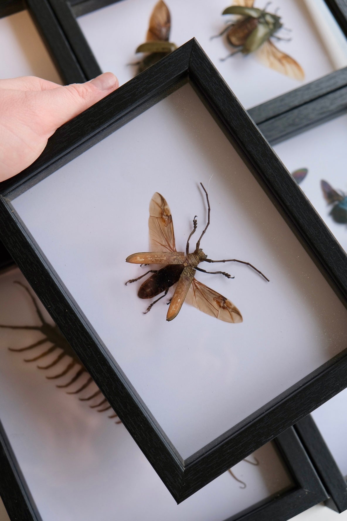 Longhorn Beetle in a frame | Spread