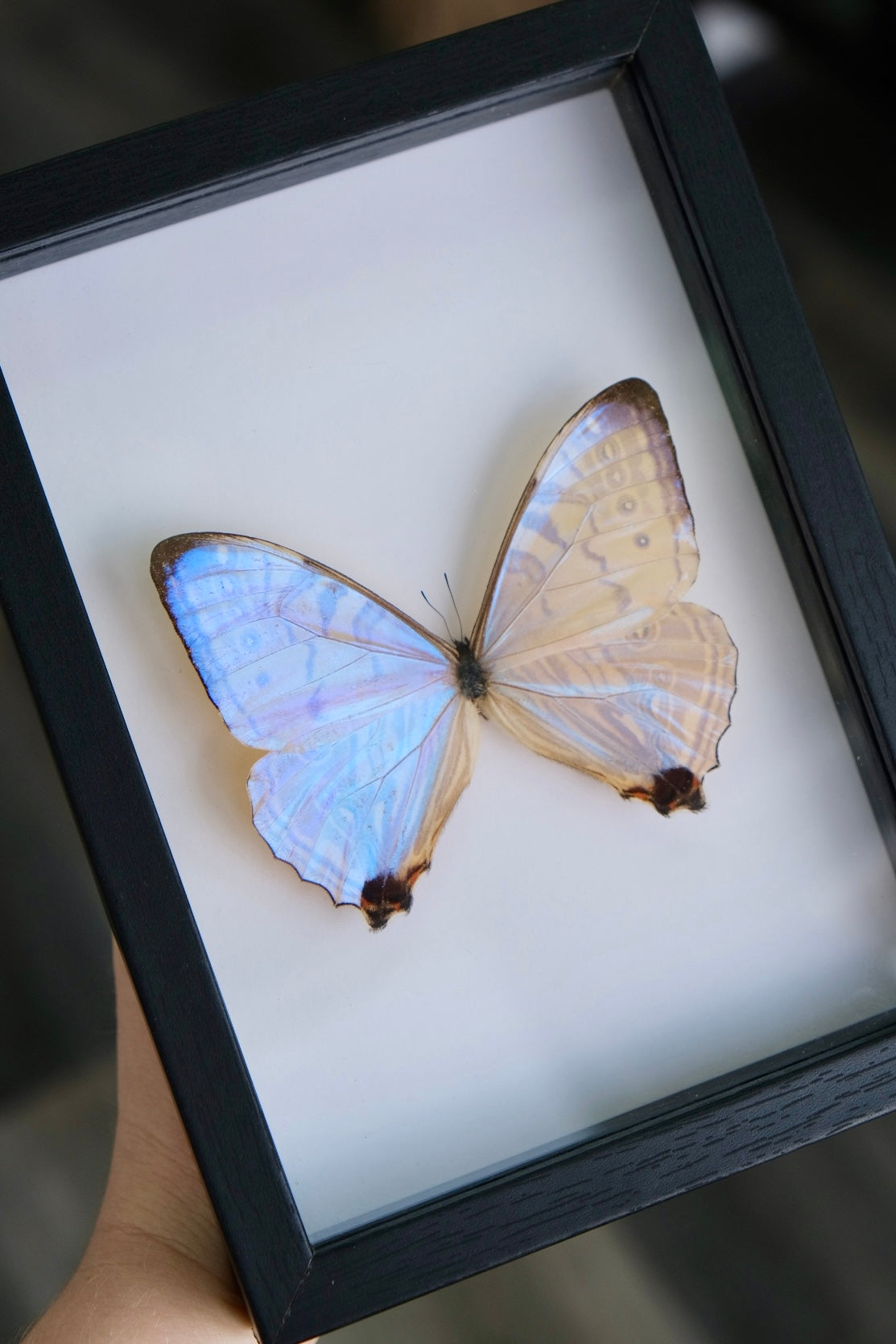 Morpho Sulkowsky Butterfly in a frame | Portrait