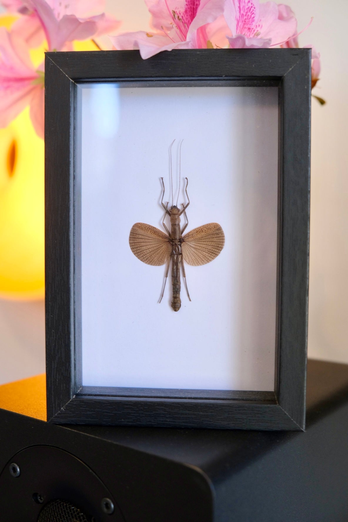 Cinnamon Stick Insect / Orthomeria Limogesi in a frame | Female