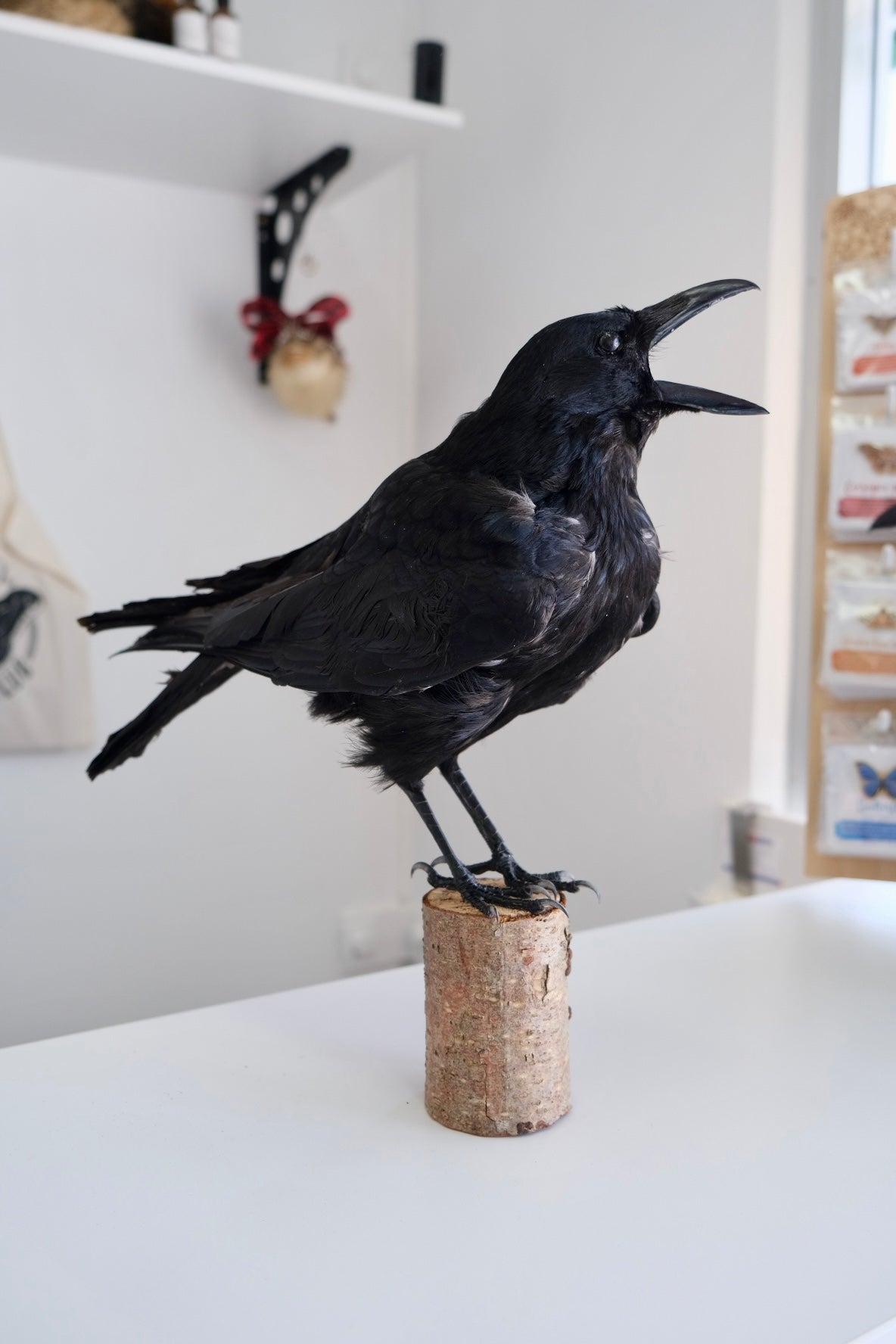 "Romeo" Taxidermy Crow