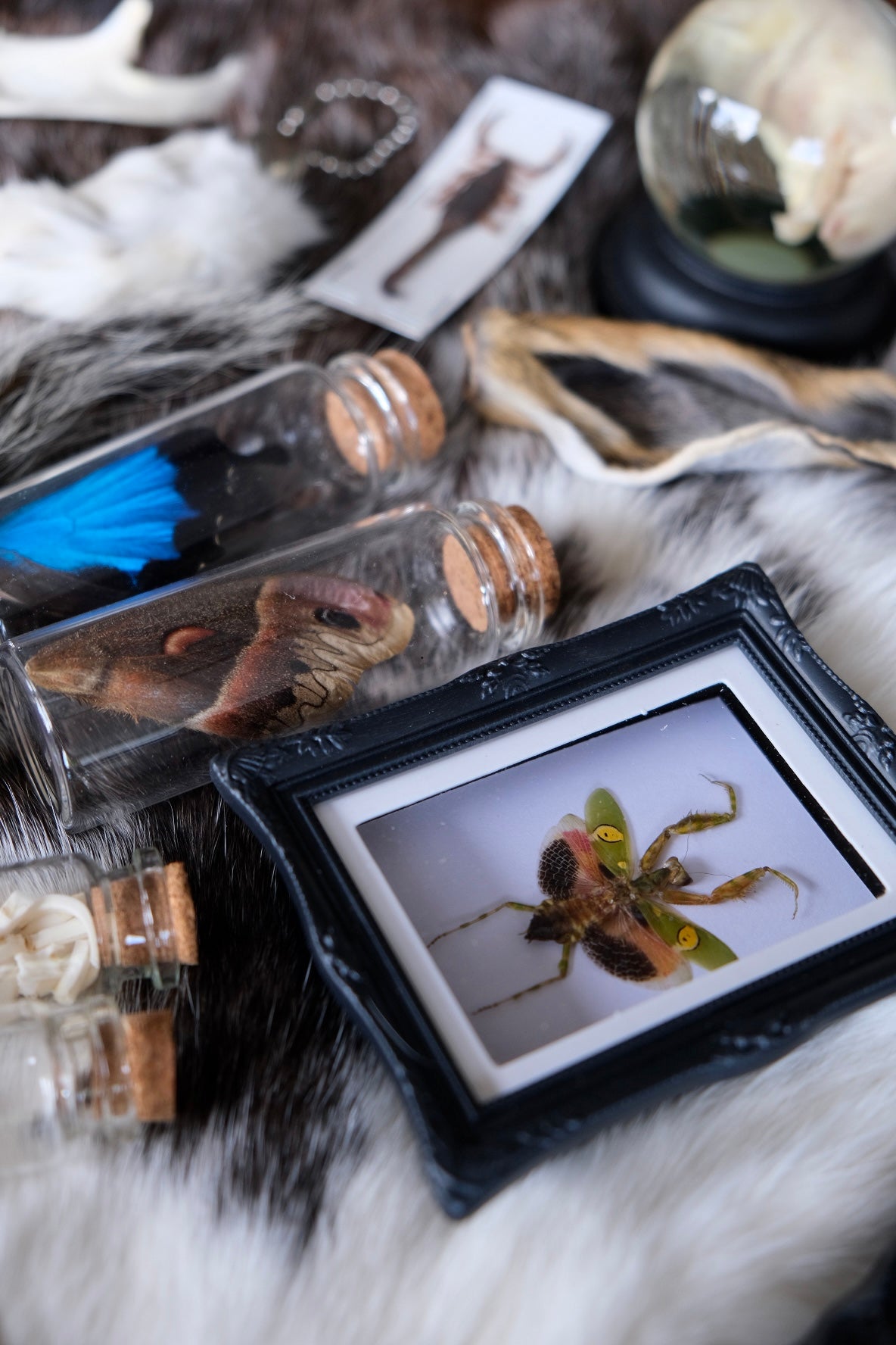 "Oddity" Mystery Box