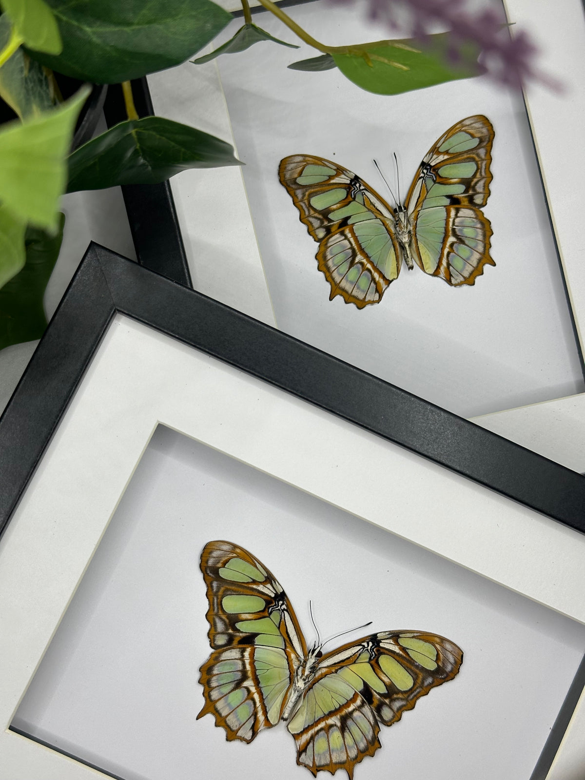 Malachite butterfly / Siproeta Stelenes in a frame