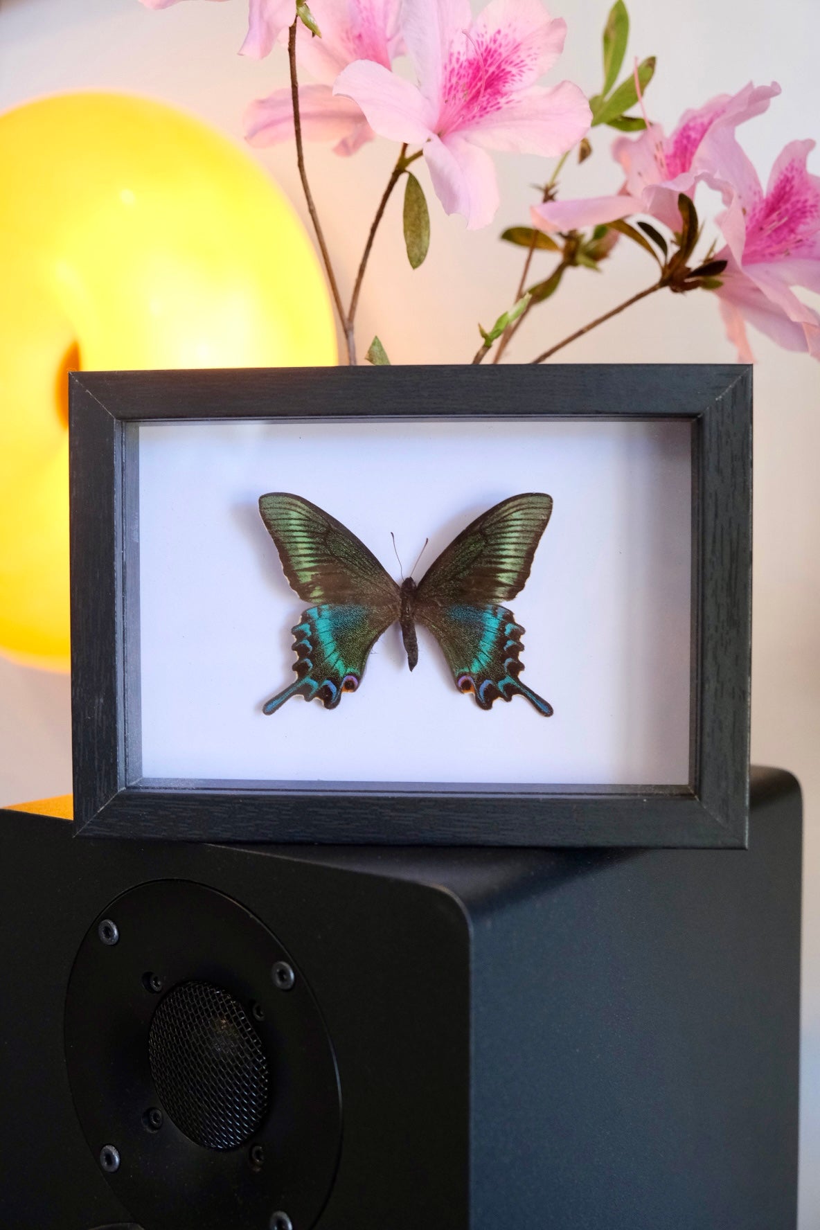 Alpine Black Swallowtail / Papilio Maackii in a frame | Spring Form