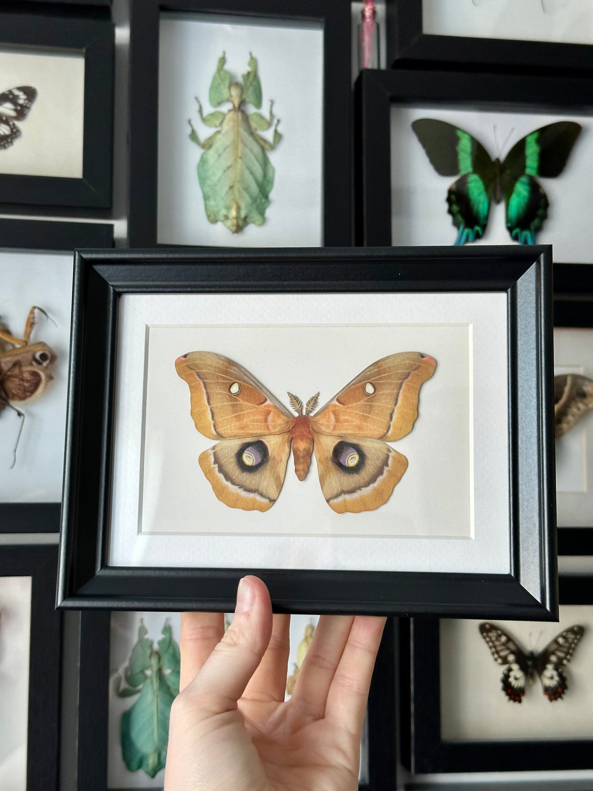 Polyphemus Moth / Antheraca Polyphemus |  VEGAN Paper Specimen *NOT REAL*