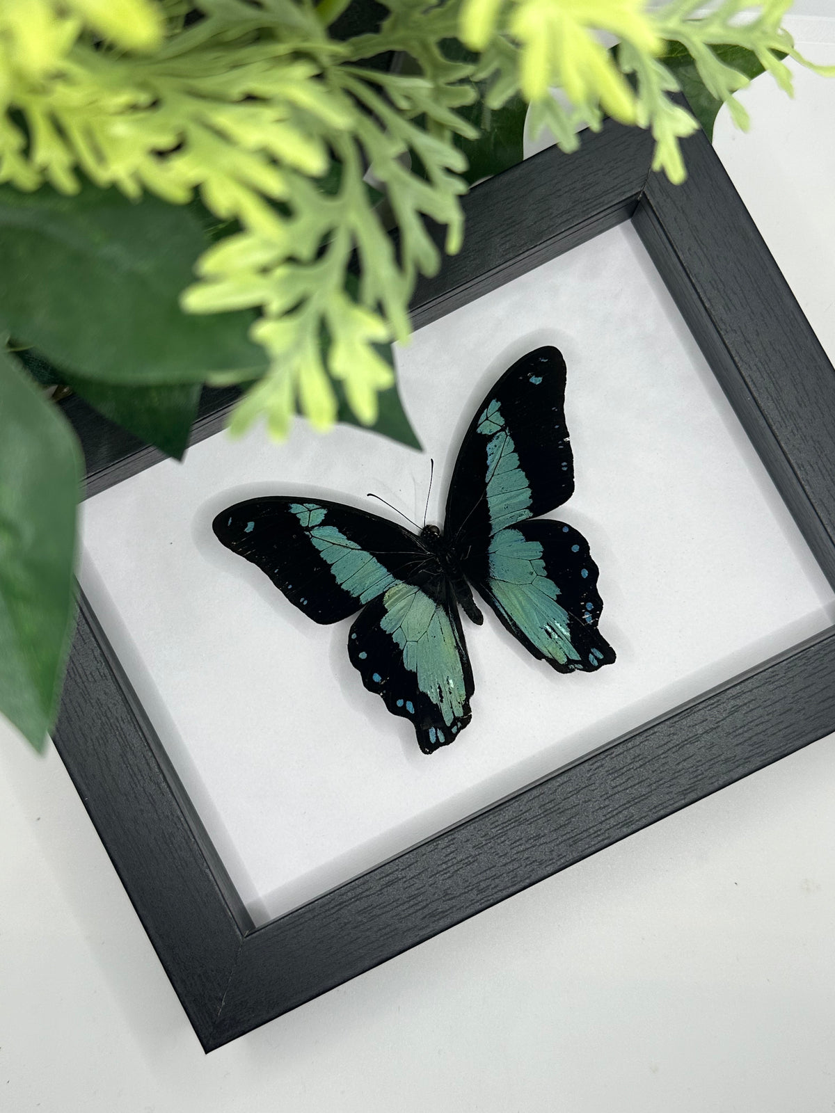 Broad-Green Banded Swallowtail / Papilio Bromius in a frame