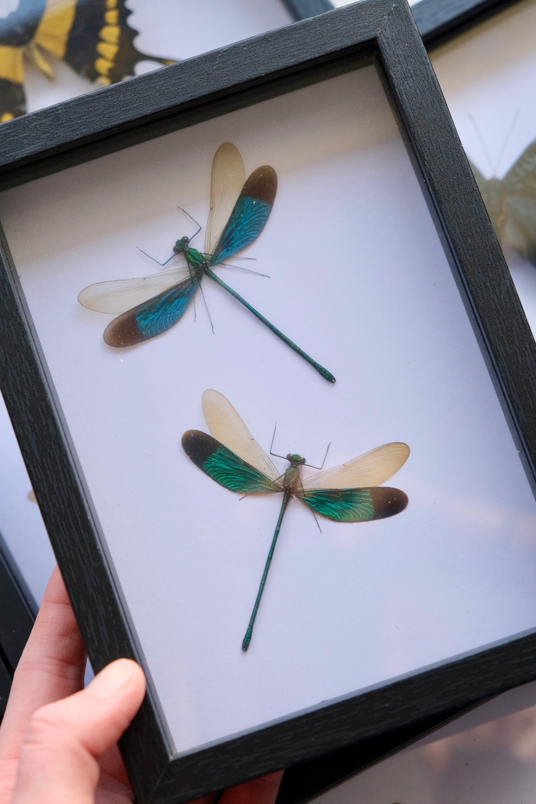 Damselfly Duo / Neurobasis Chinensis in a frame
