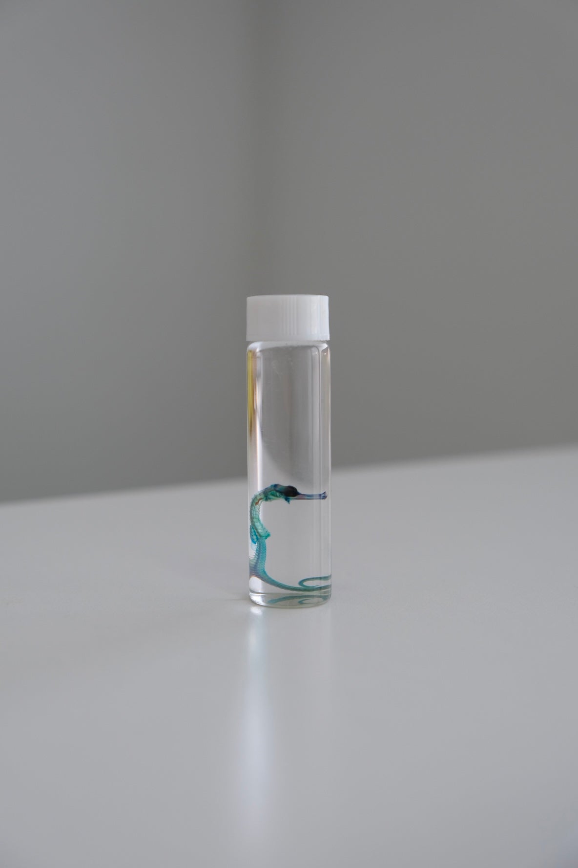 Diaphonised Seahorse Vial