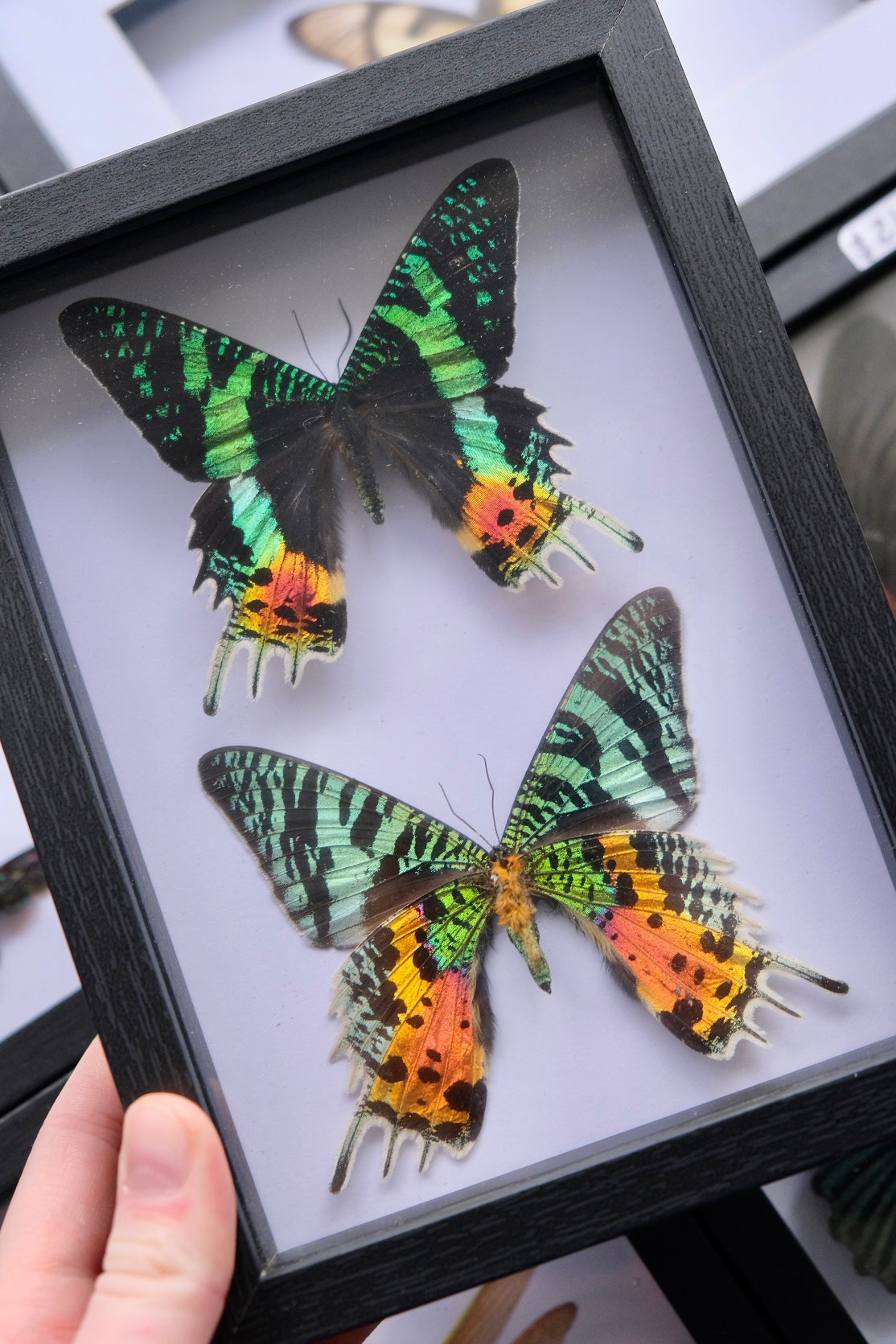 Duo Madagascan Sunset Moth Frame