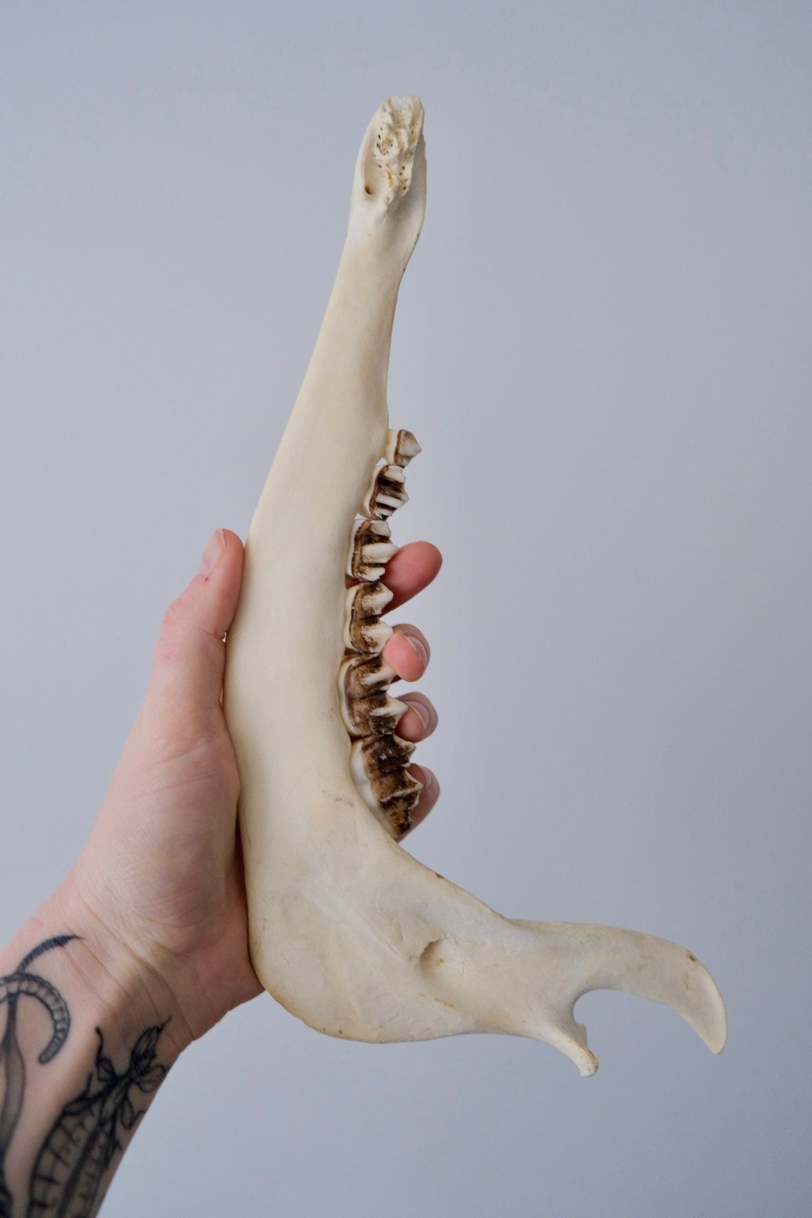 Half Red Deer Jaw