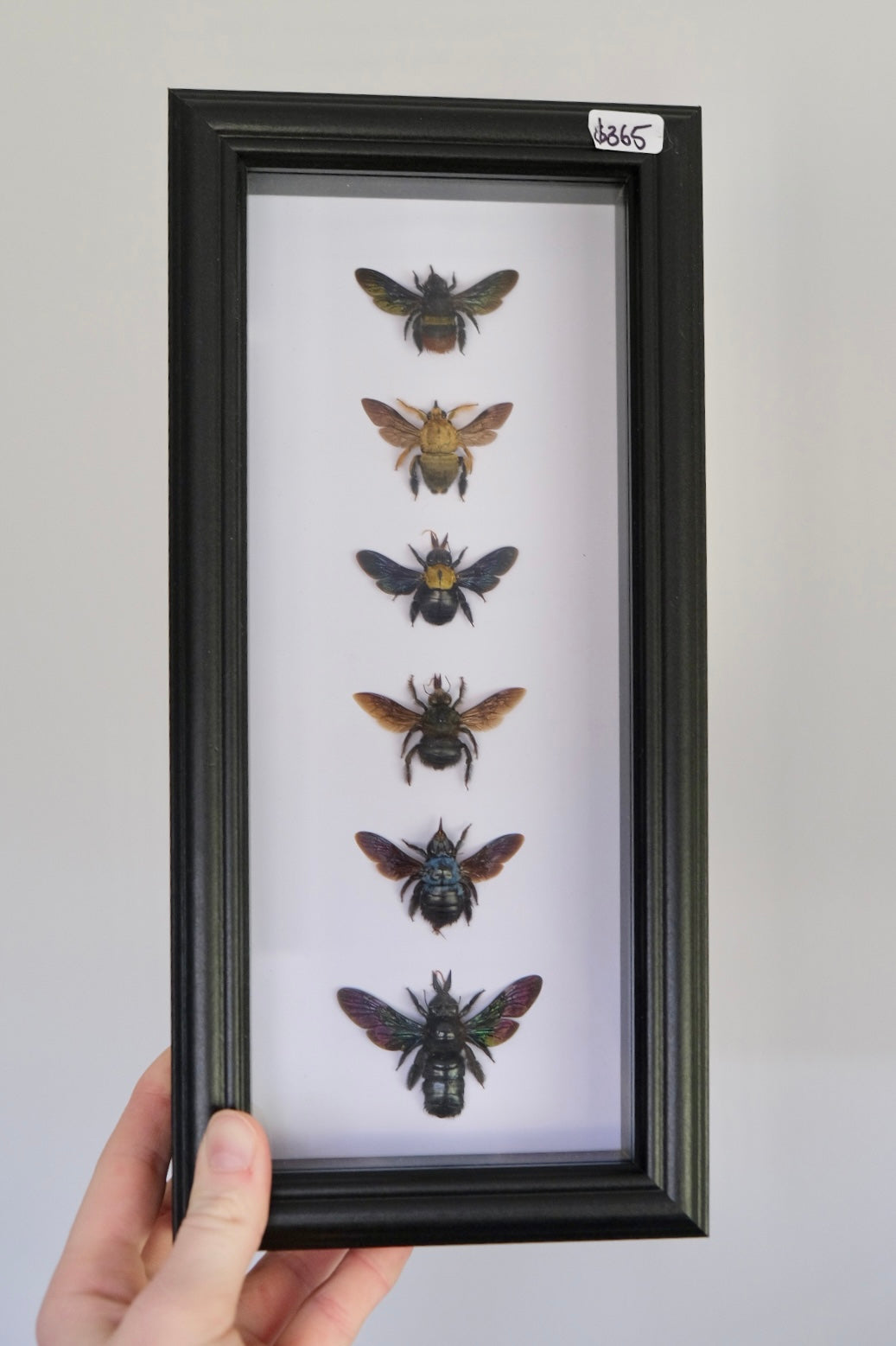 6 x Carpenter Bees in a frame