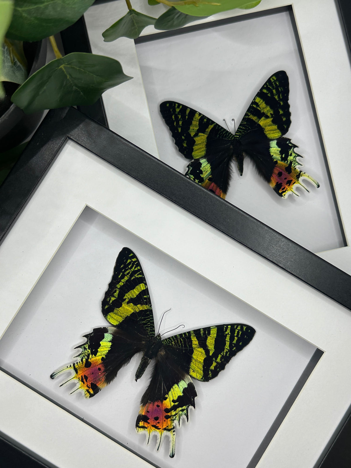 Madagascan Sunset Moth / Chrysiridia Rhipheus in a frame