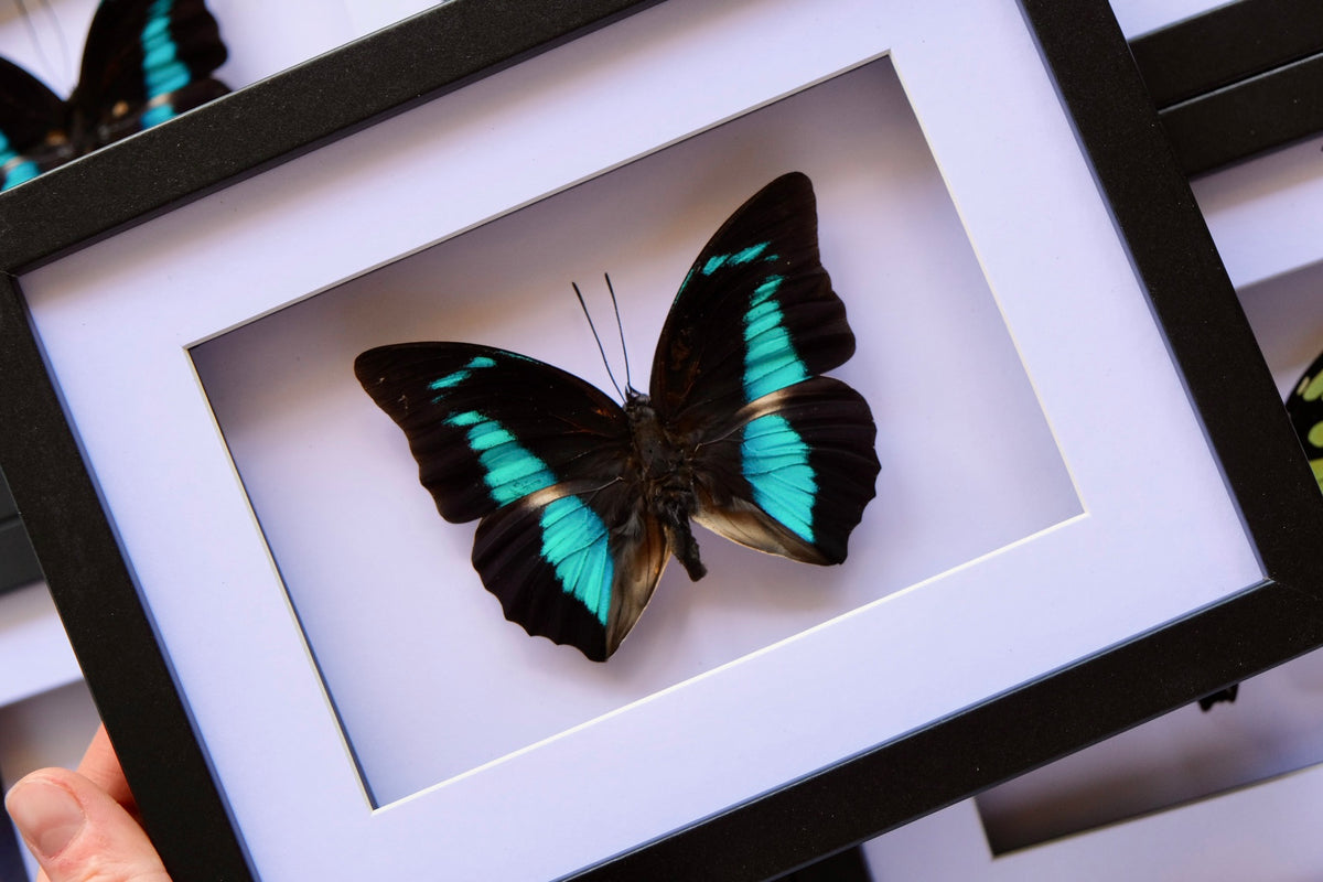 Prepona Butterfly in a frame